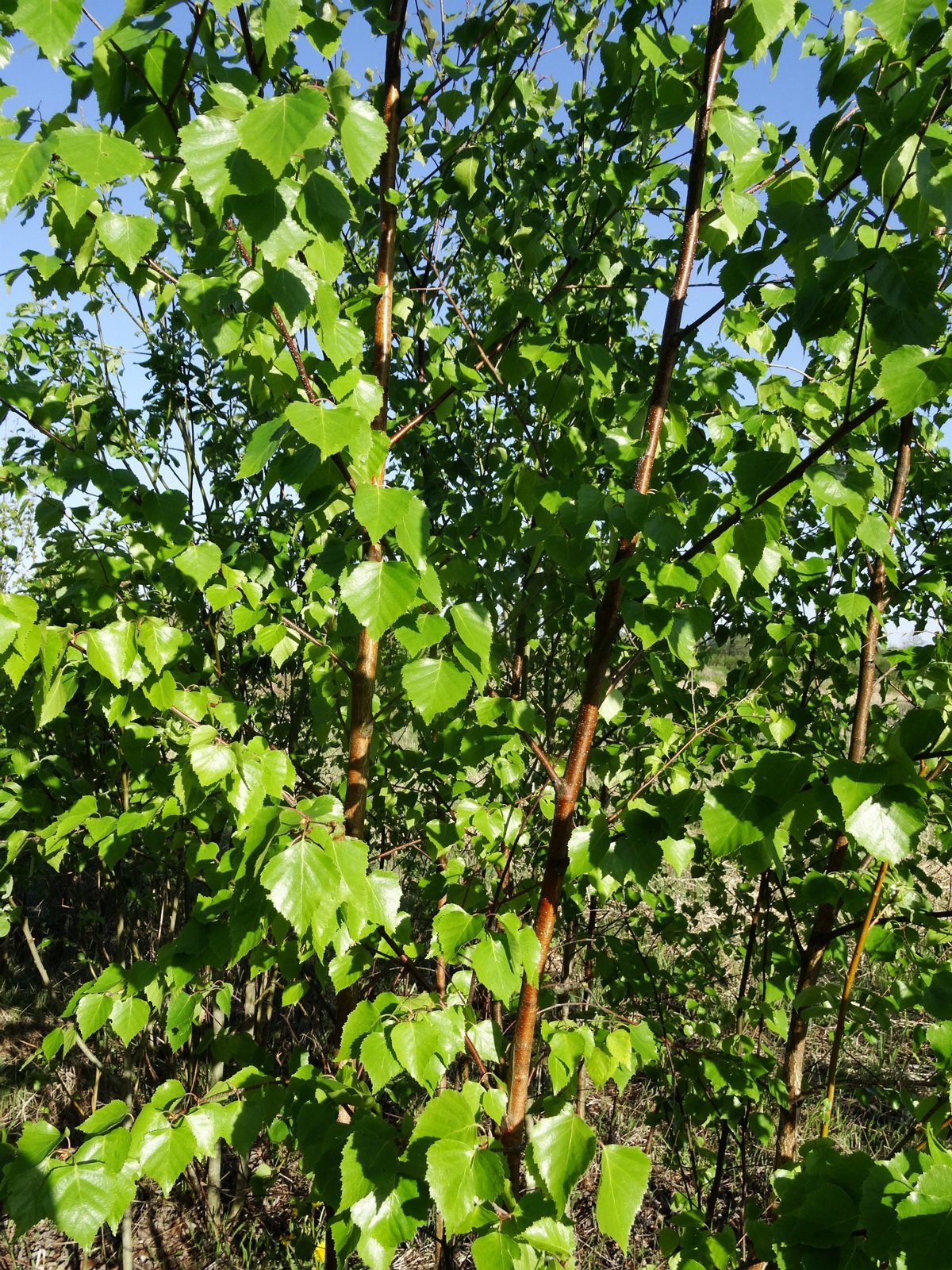 Заросли карликовой березы. Береза (сорт АА). Betula Exilis. Береза пушистая в городе. Низкорослые сорта березы.