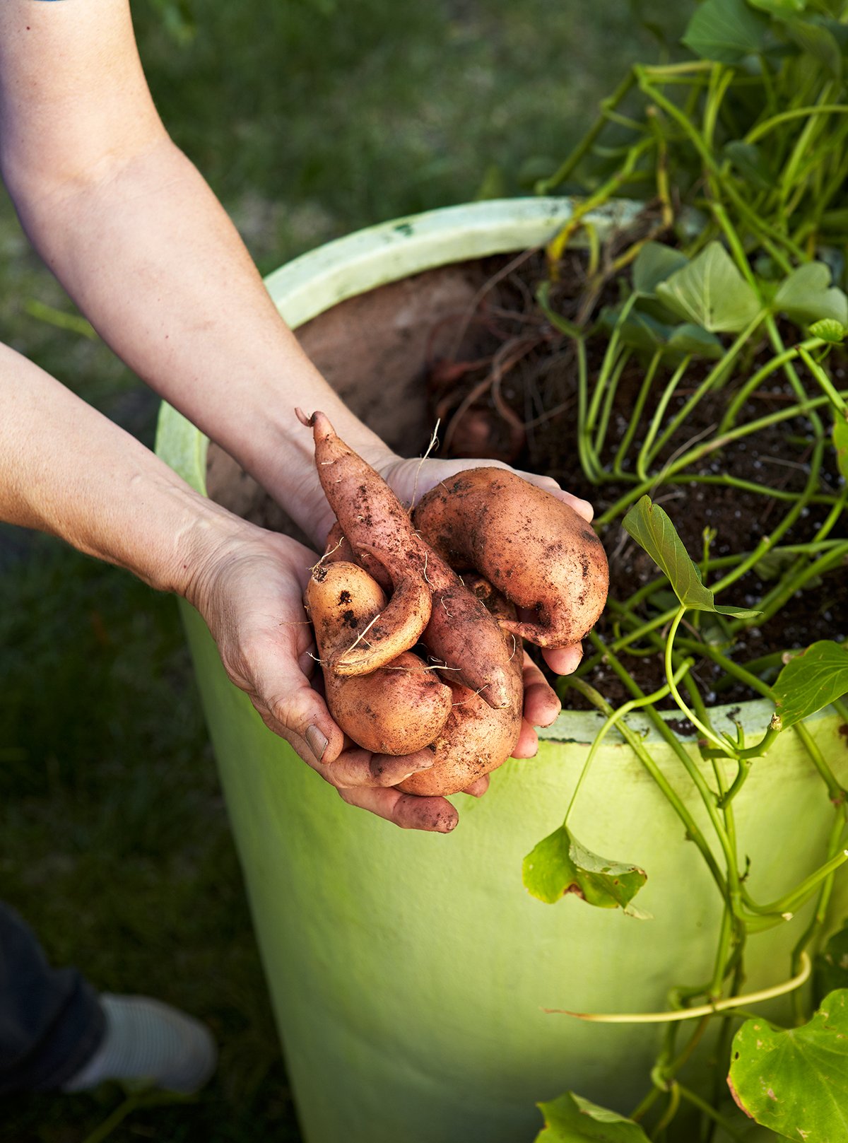 Проращивание картофеля для посадки в домашних условиях. Клубни батата. Картофель батат. Посадка батата клубнями. Батат ростки.