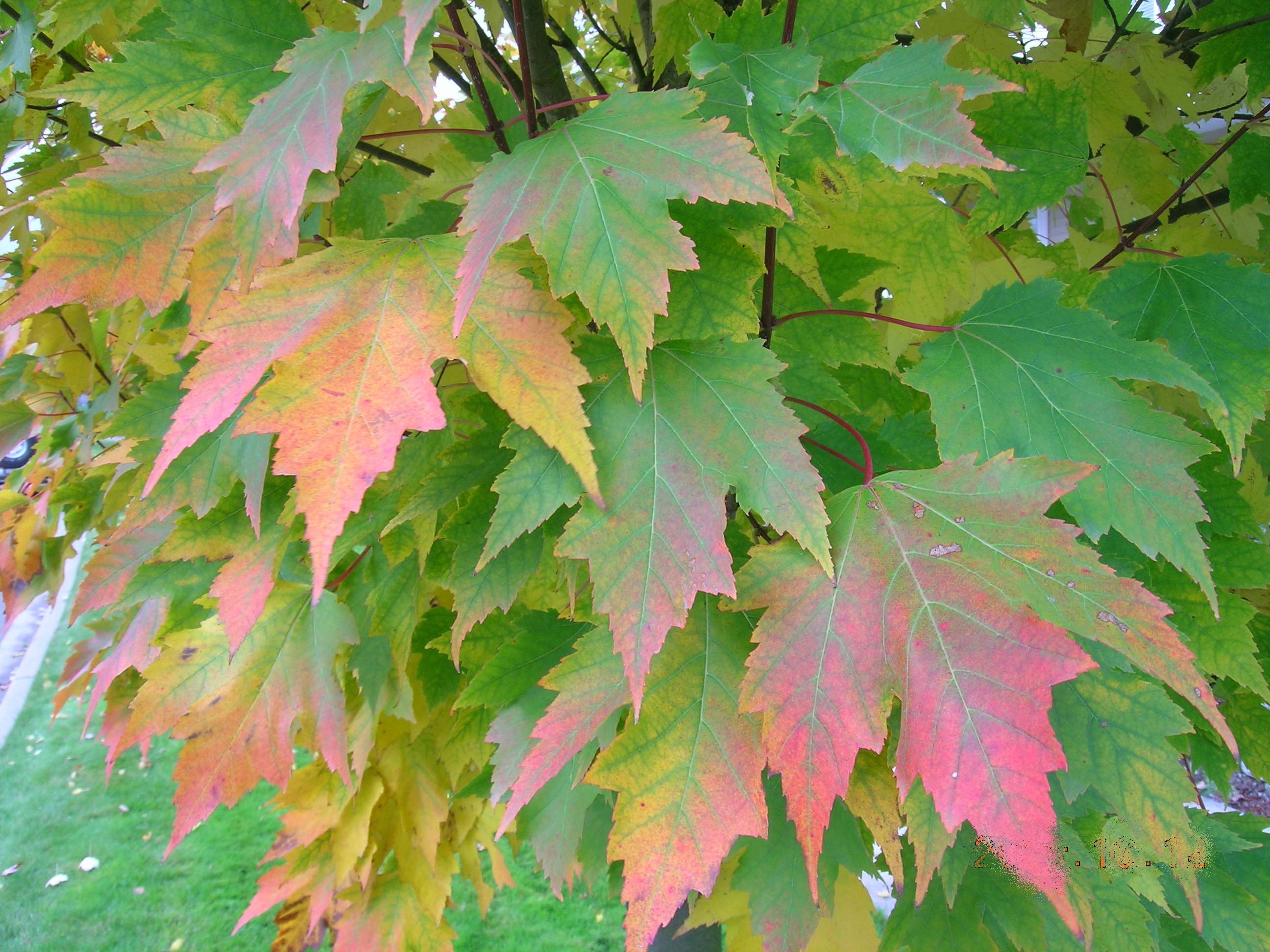 Клен новосибирск. Клен канадский остролистный красный. Клен красный Acer rubrum. Клен rubrum Karpick. Клен канадский остролистный.