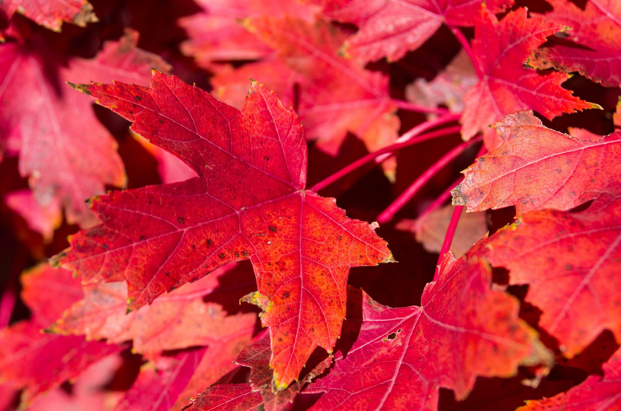 Каким цветом листья осенью. Багряный клён. Багряный кленовый лист. Клен с красными листьями. Красный лист.