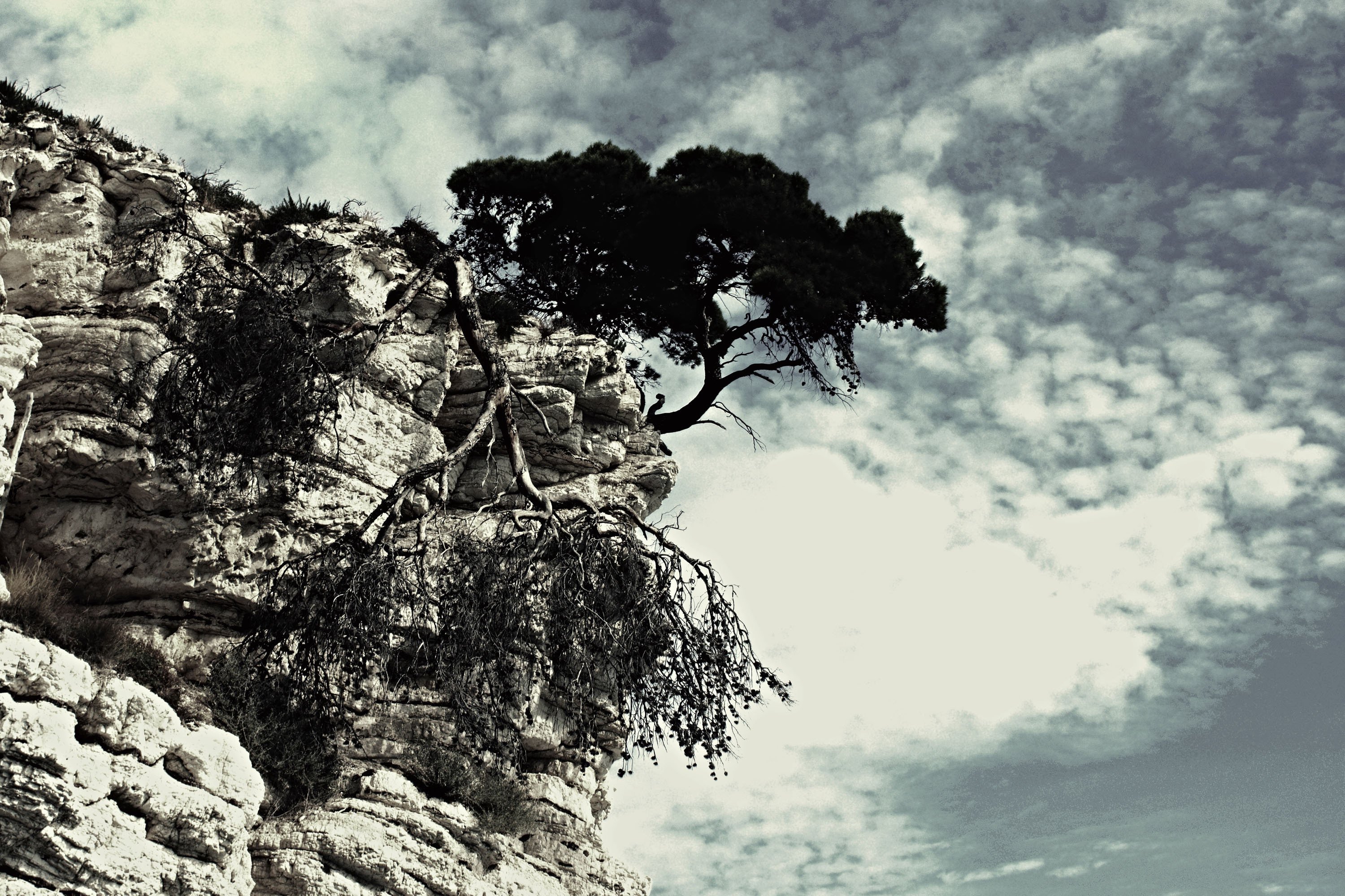 Условия жизни деревьев. Дерево на скале. Деревья на отвесных скалах. Сосна на скале. Скалы с деревьями.