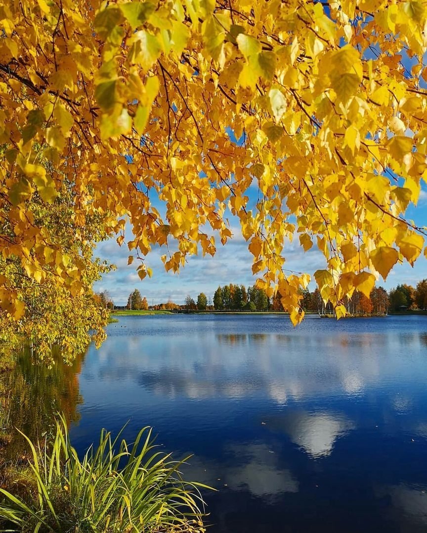 Осенняя береза у воды