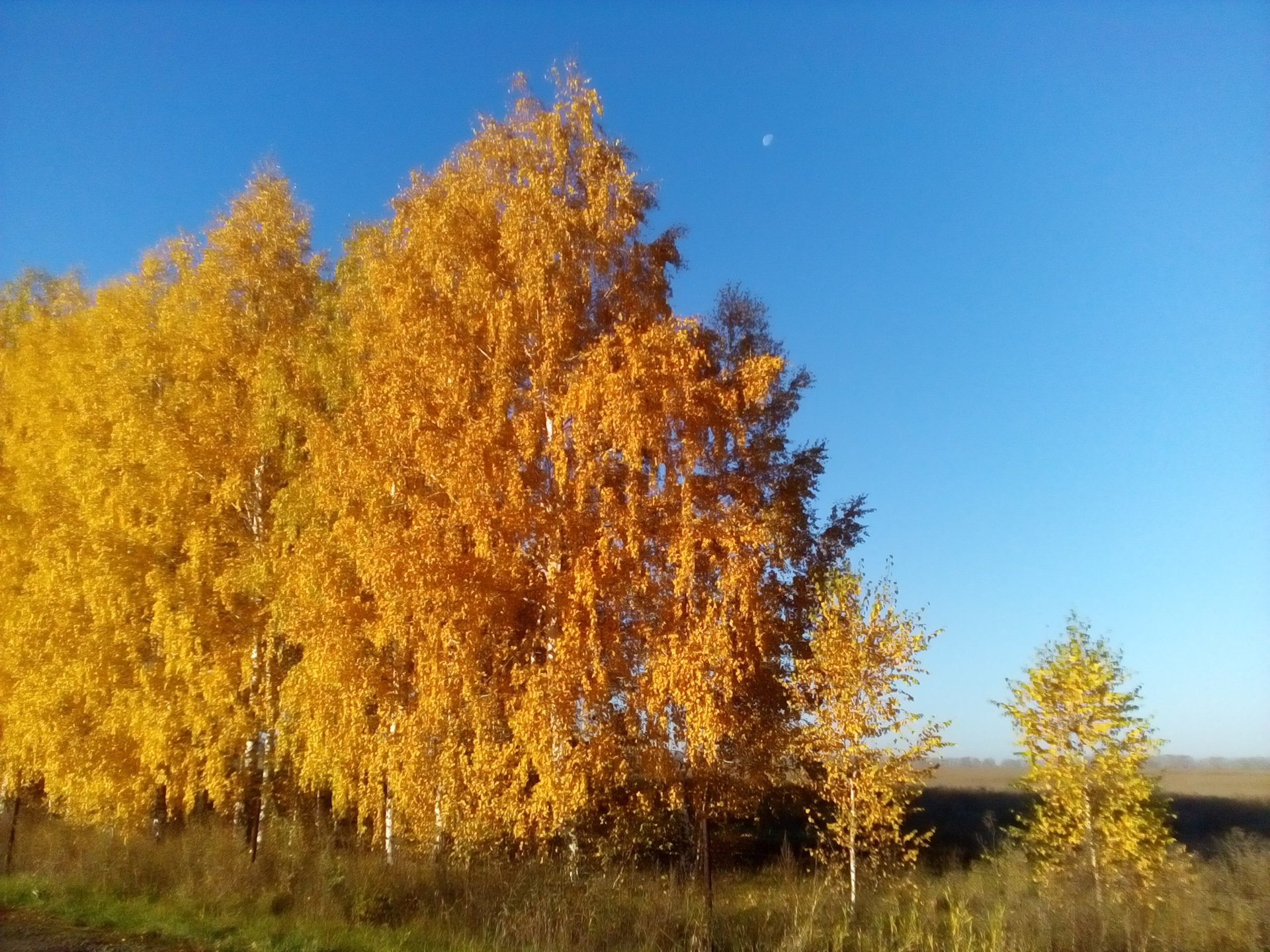 Золотая береза дерево. Желтая береза дальнего Востока. Золотая береза. Золотая береза в Монголии. Берёза жёлтая.