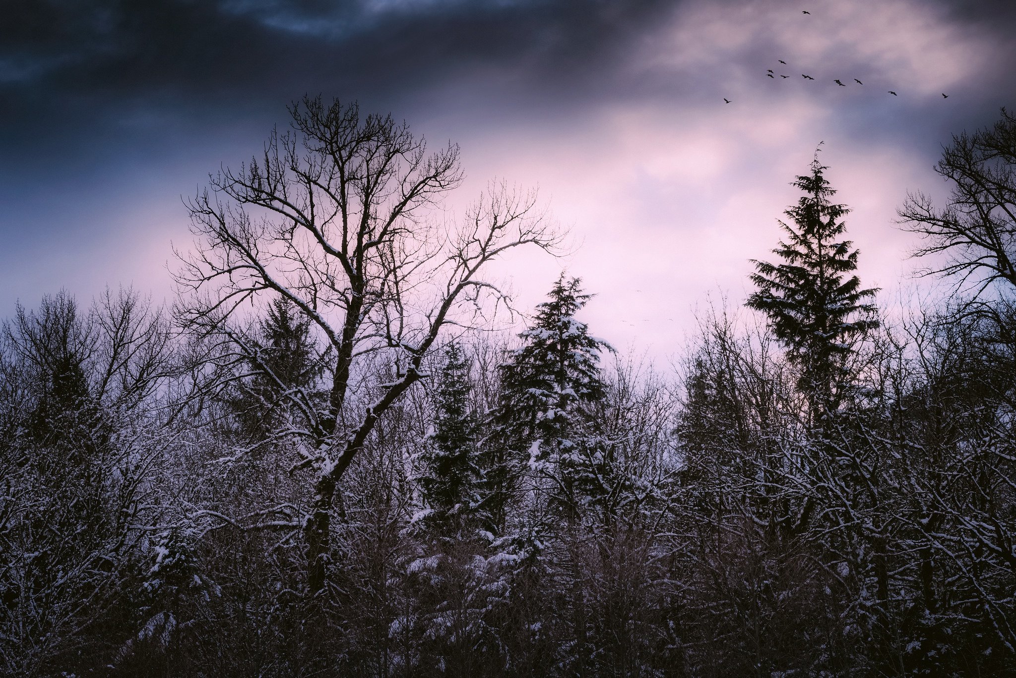 Полная тайна хмурой тишины. Мрачный зимний лес. Мрачный зимний пейзаж. Лес Сумерки. Зимний лес Сумерки.