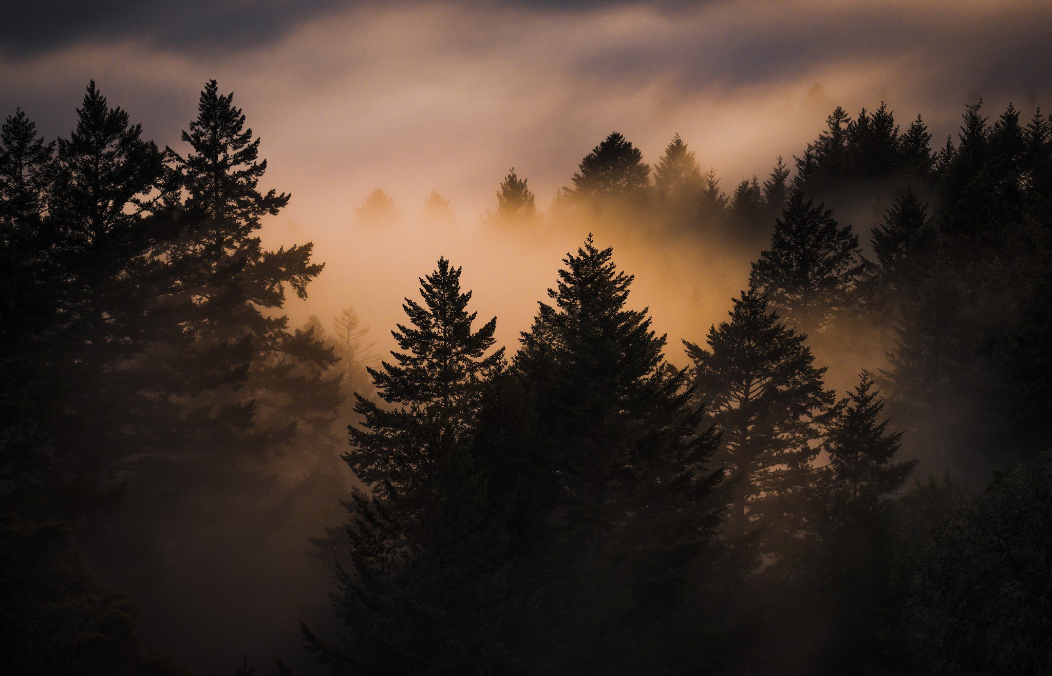 Туман бывает вечером. Лес Сумерки. Хвойный лес в тумане. Сосновый лес в тумане. Темный еловый лес.