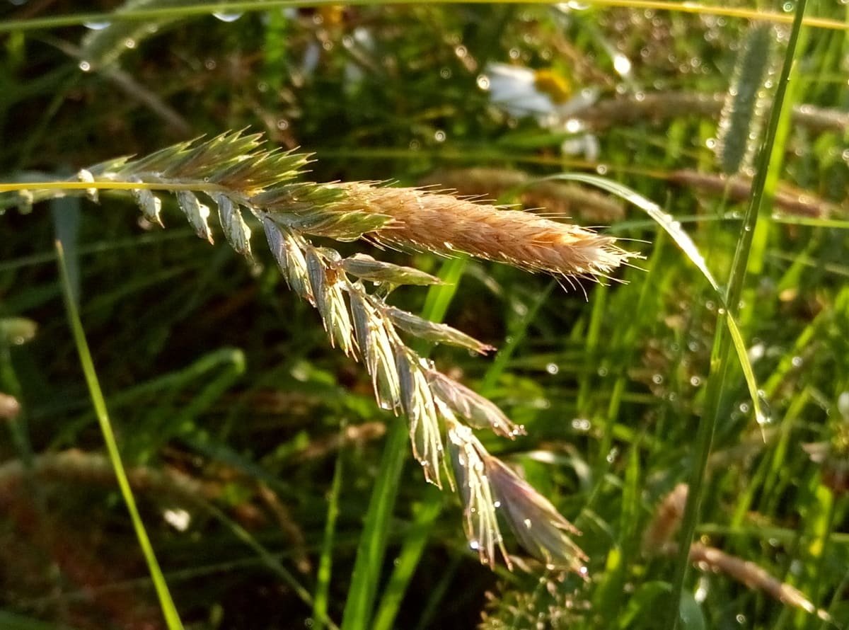 Ржанец трава