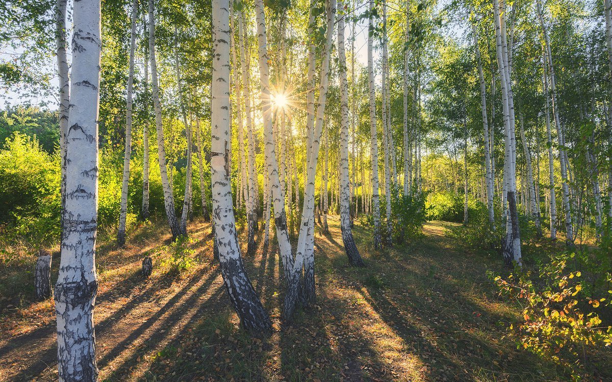 Береза низкорослая