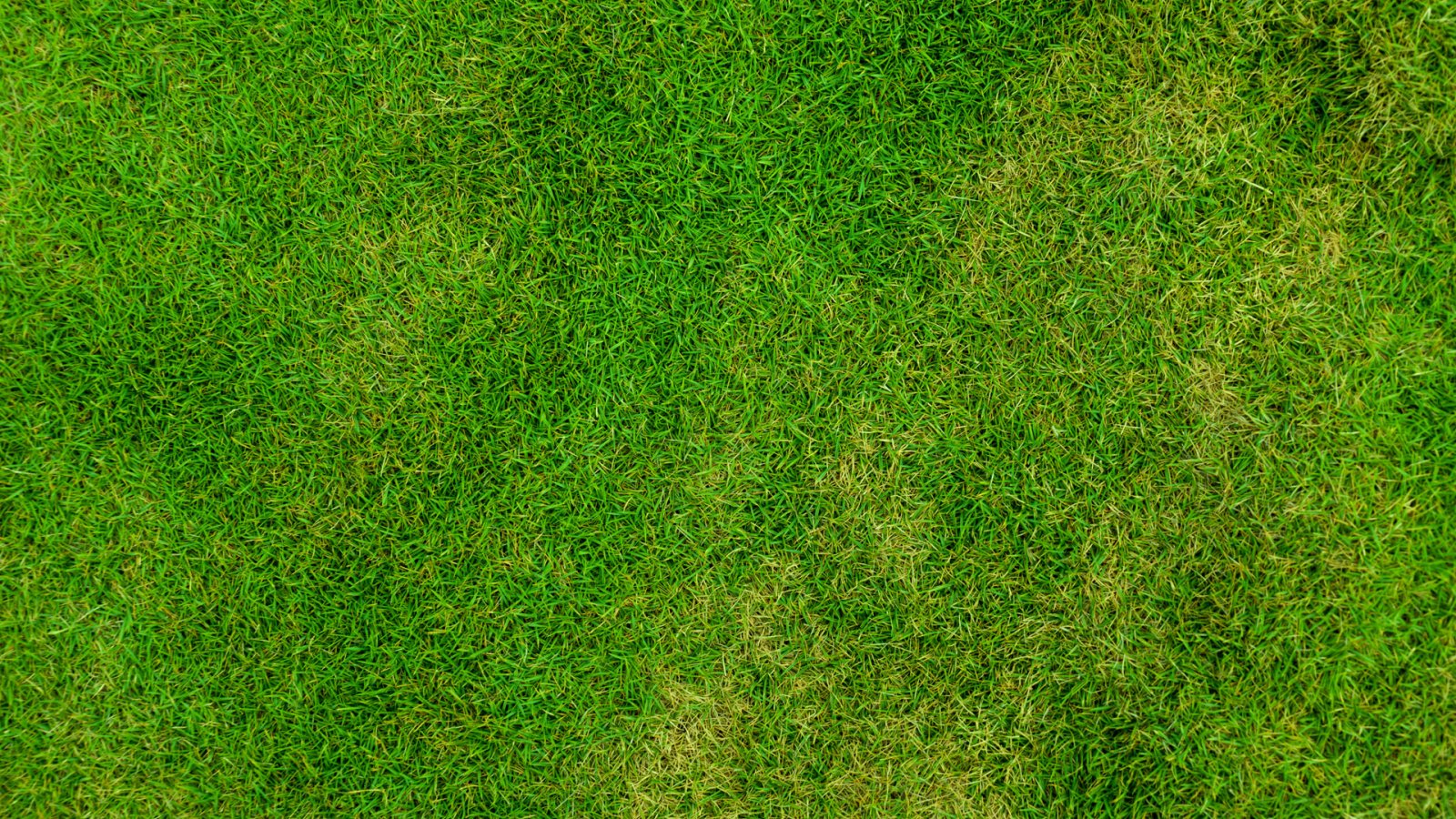 Текстура травы - 63 фото