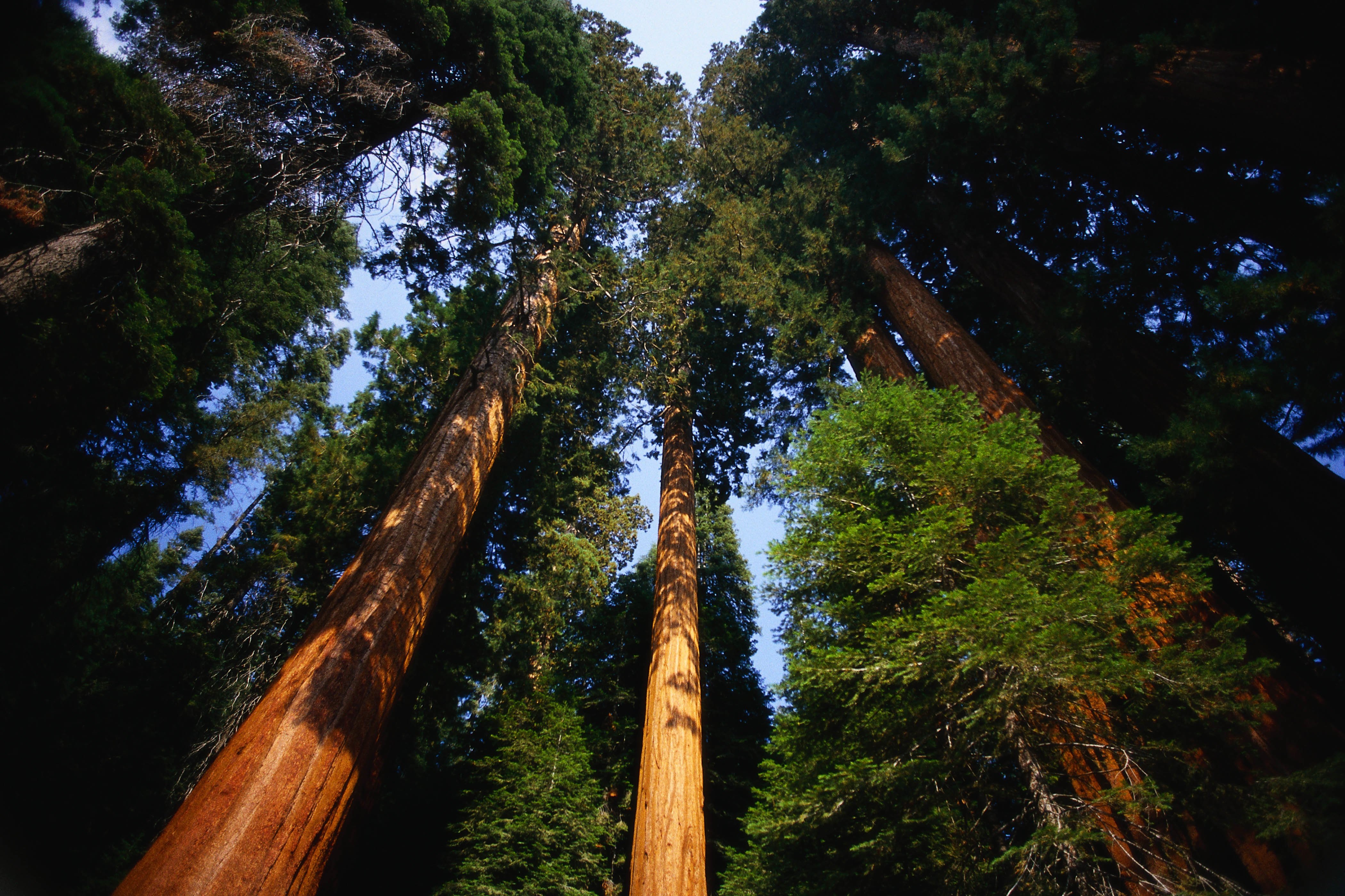 Лес где дерево на дереве стоит. Парк Секвойя Калифорния. Секвойи в Калифорнии. Секвойя Калифорнийская в России. Секвойя Северной Америки.