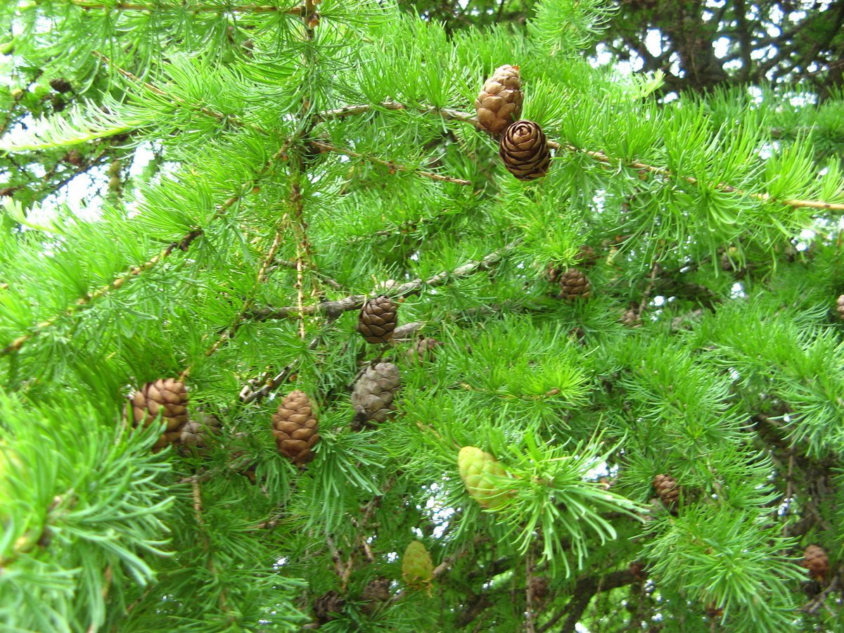 Кедровый лес где. Лиственница Сибирская Larix sibirica. Лиственница Сибирская (Larix sibirica Ledeb.). Лиственница европейская Larix decidua. Лиственница Сукачева (Larix sukaczewii).