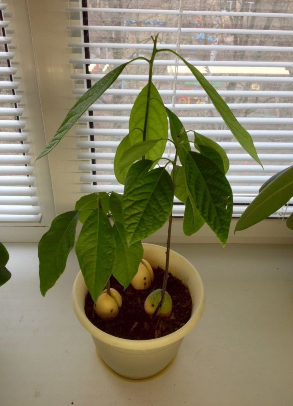 Какое вырастает авокадо
