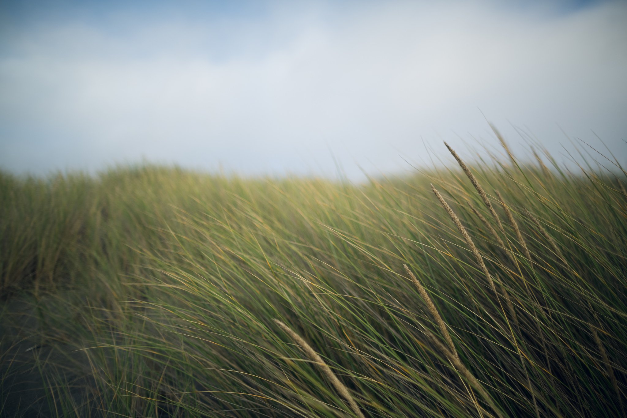 Густая высокая трава - 61 фото