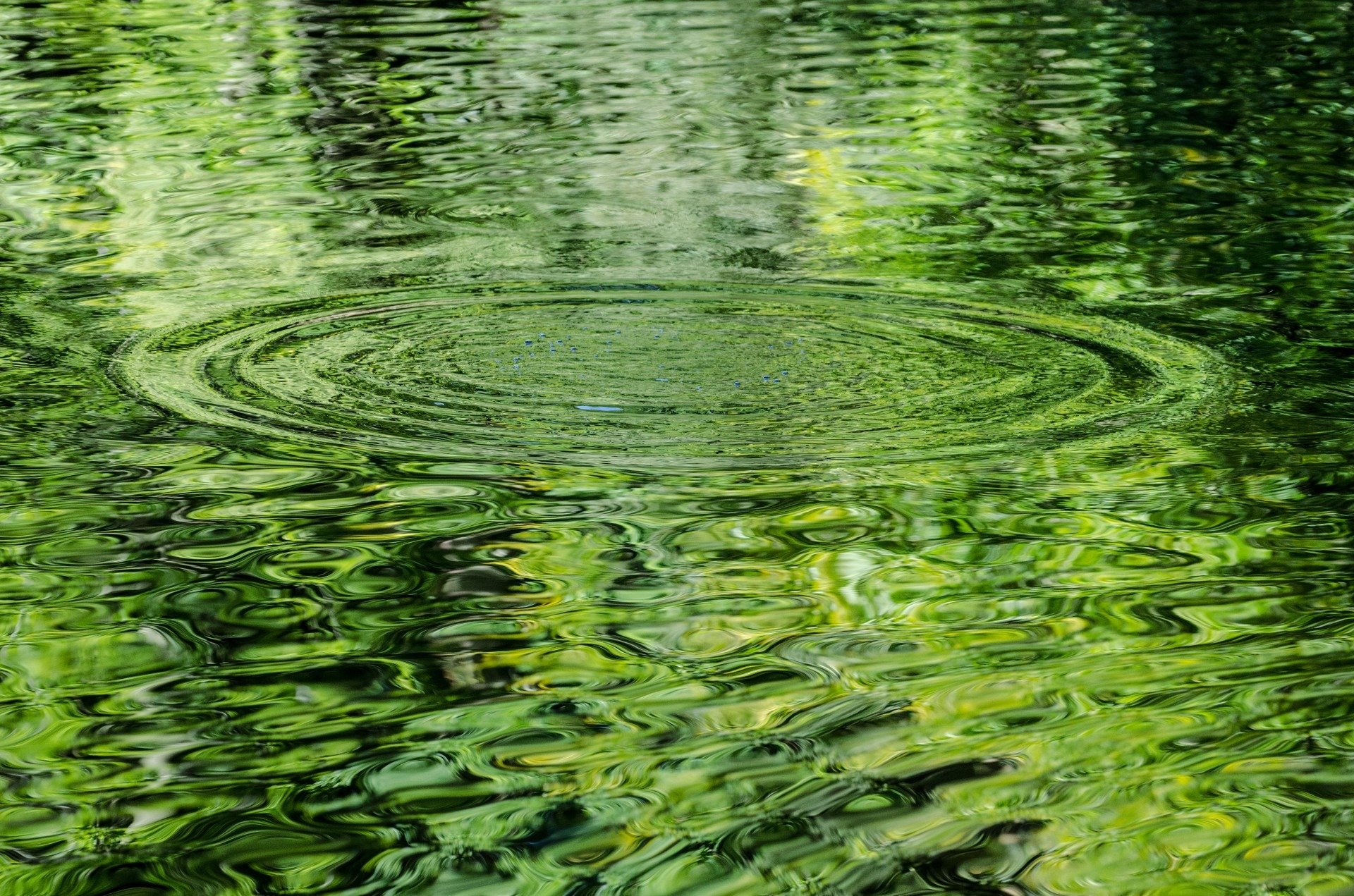 Зеленая вода в озере. Водяные растения. Круги на воде. Поверхность воды. Зеленая вода.