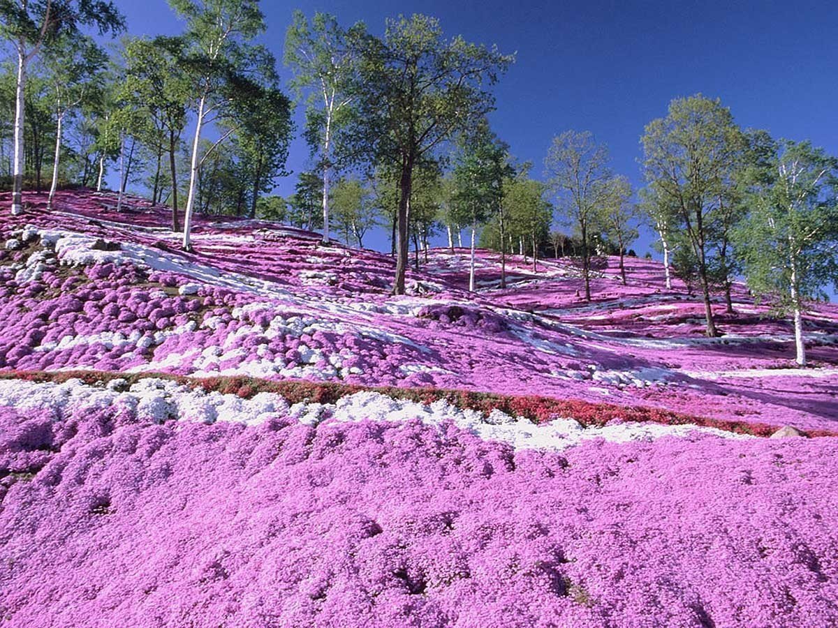 Корейская трава розовая