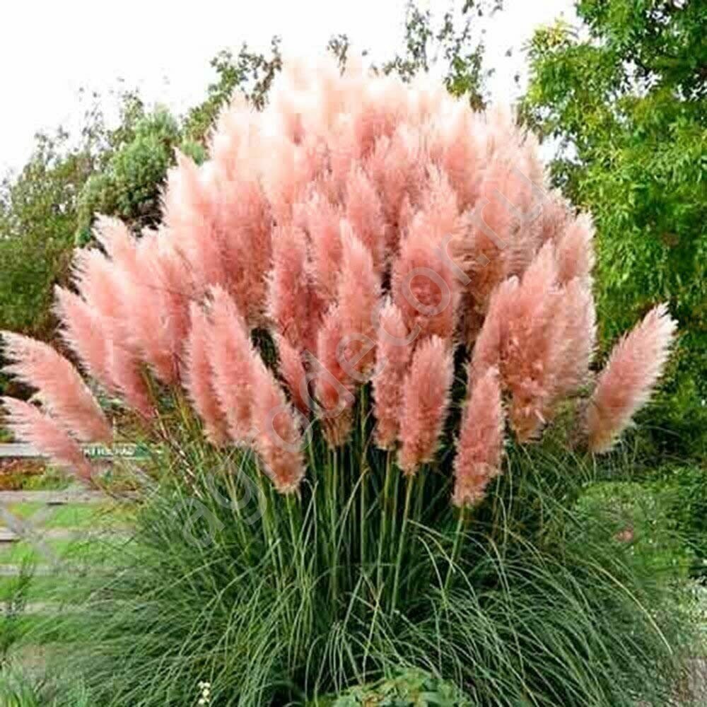 Cortaderia Rosea Pink Pampas Grass