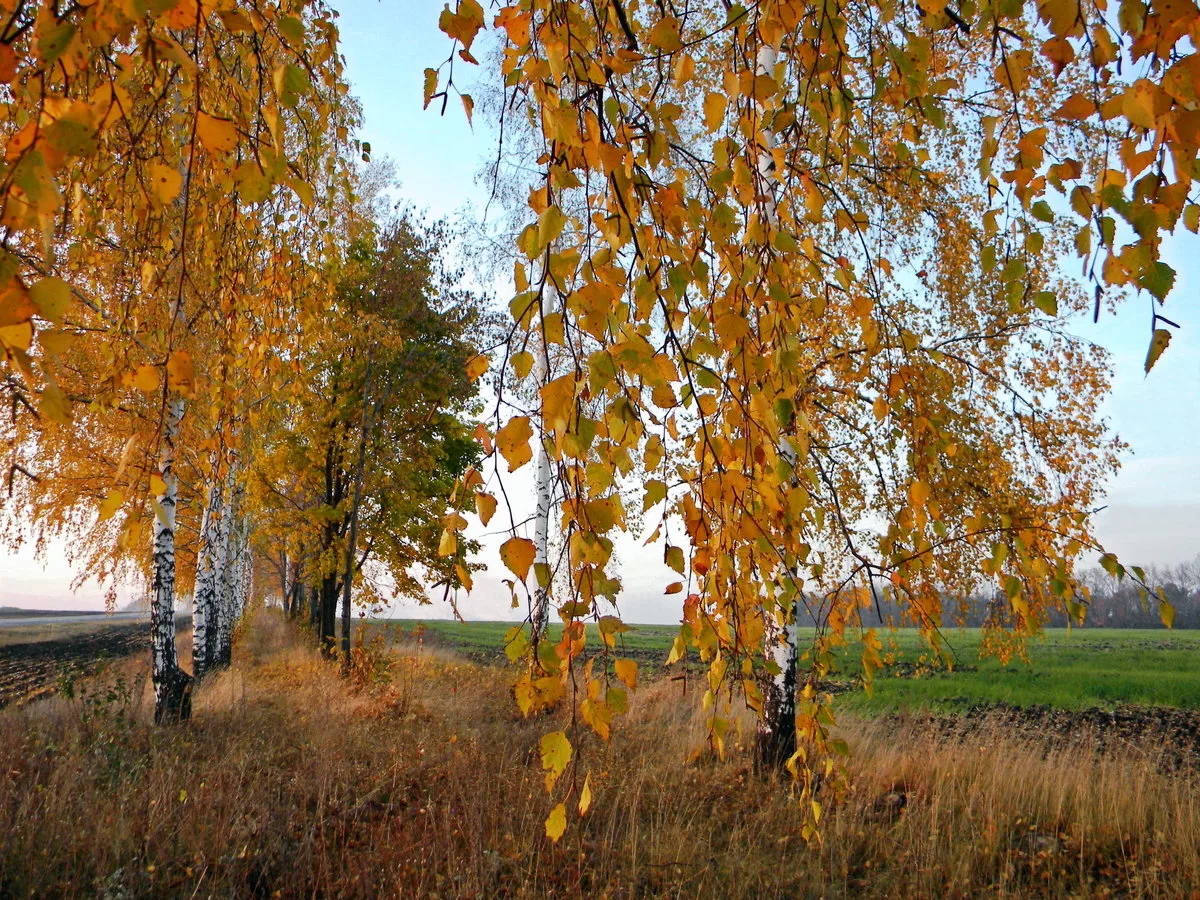 Береза ранней осенью