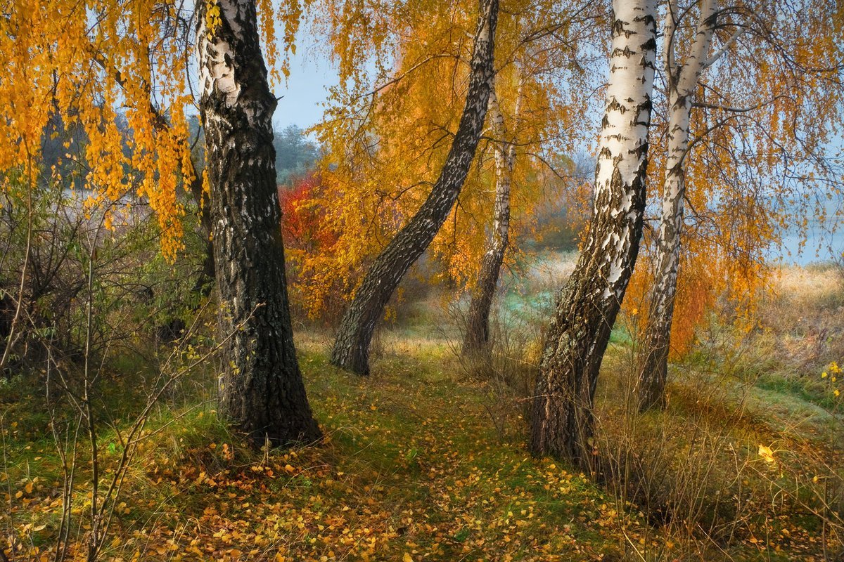 Осенняя береза у воды