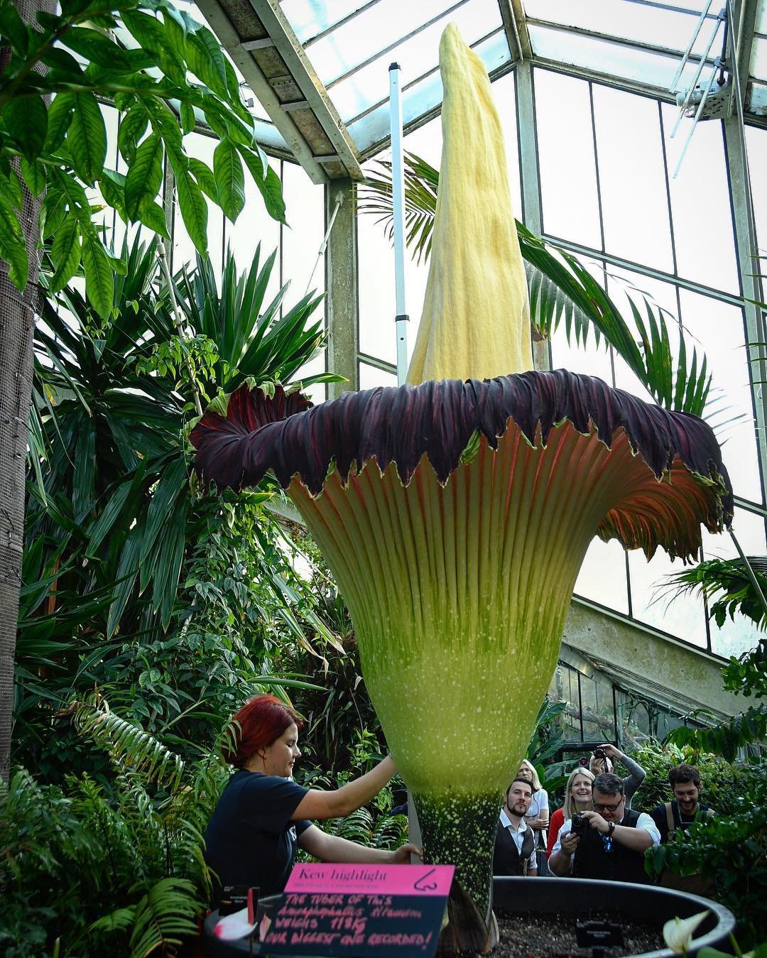 Шире растений. Аморфофаллус титанический. Аморфофаллус титанический (Amorphophallus Titanum). Титан Арум цветок. Королевские Ботанические сады Аморфофаллус титанический.