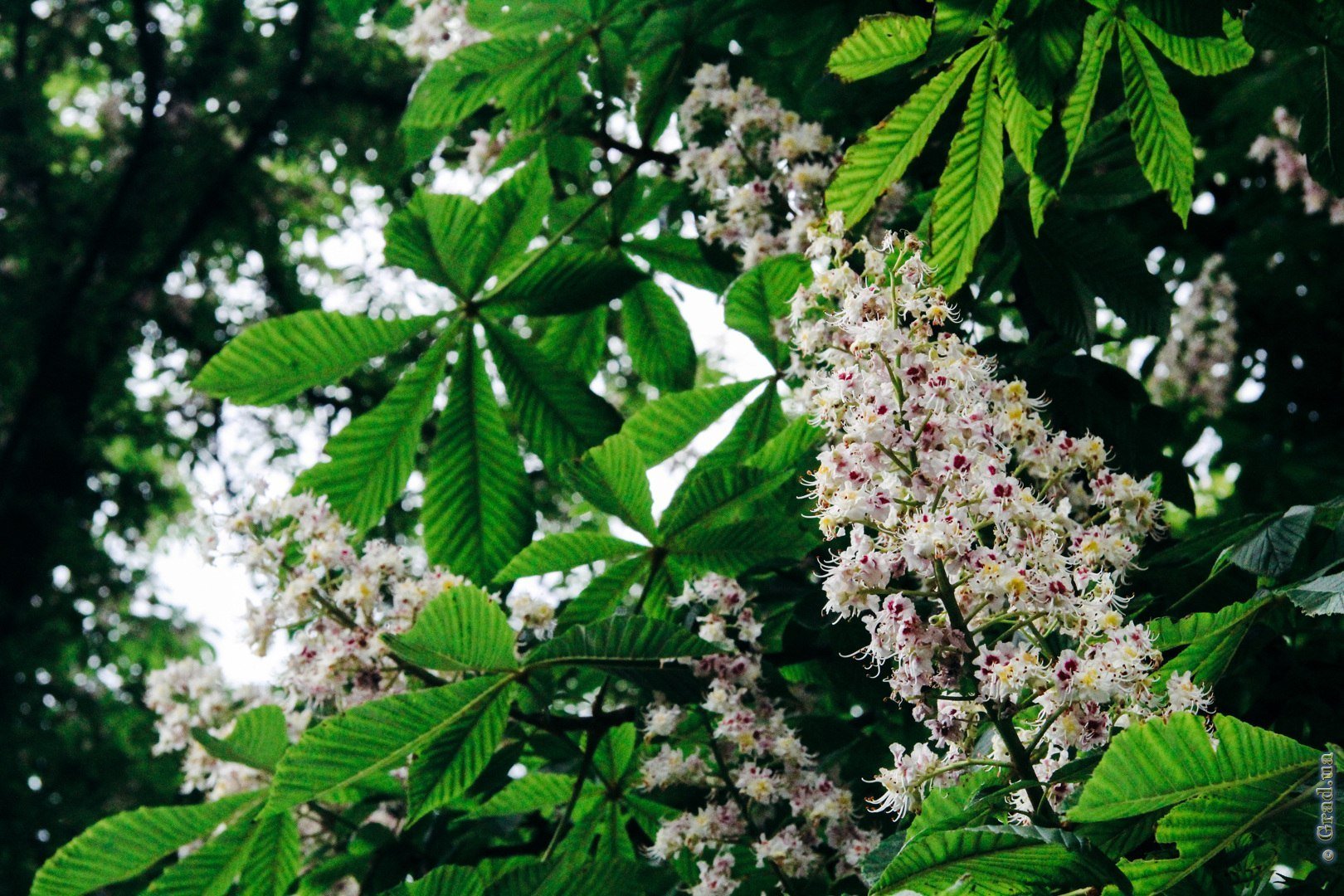 Каштан конский pyramidalis