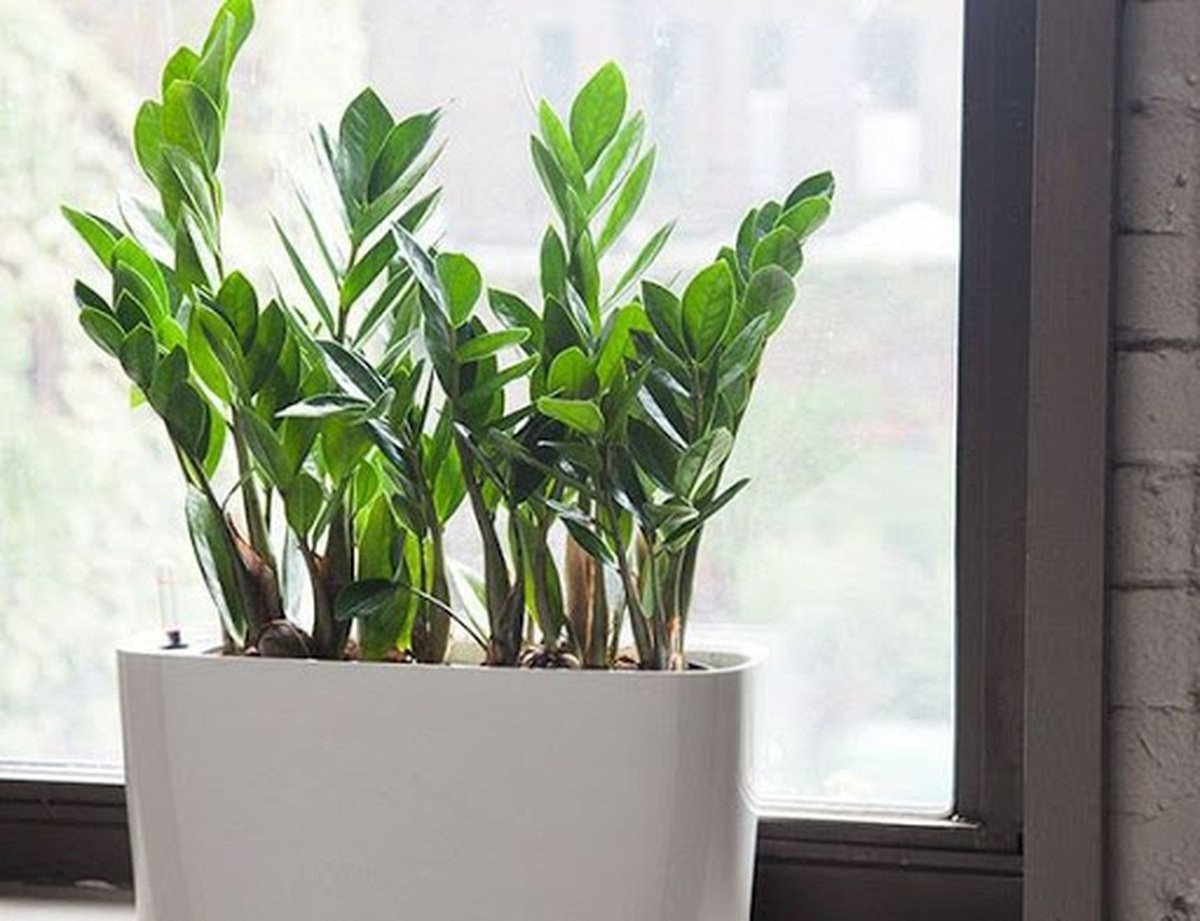 Zamioculcas долларовое дерево