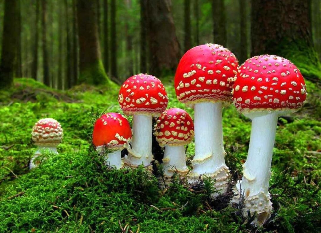 Агариковые грибы