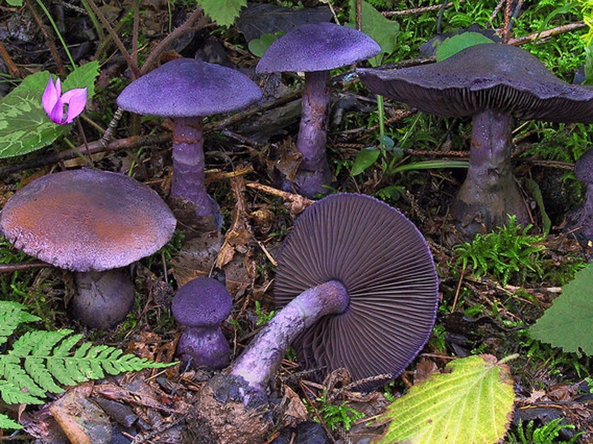 Фиолетовые грибы съедобные