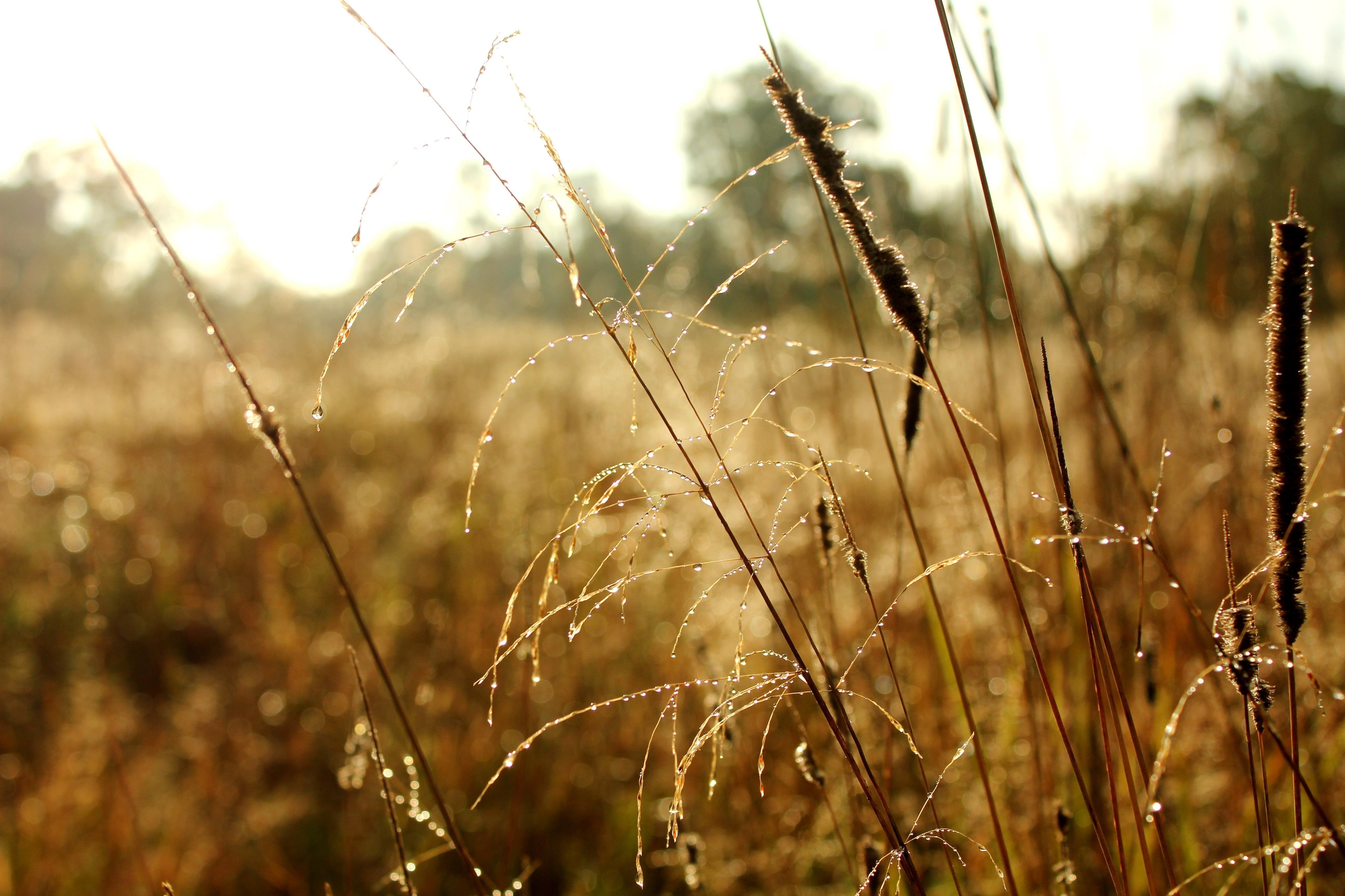 В сухой траве словом всюду. Сухая трава. Осенняя трава. Былинка в поле. Былинка трава.