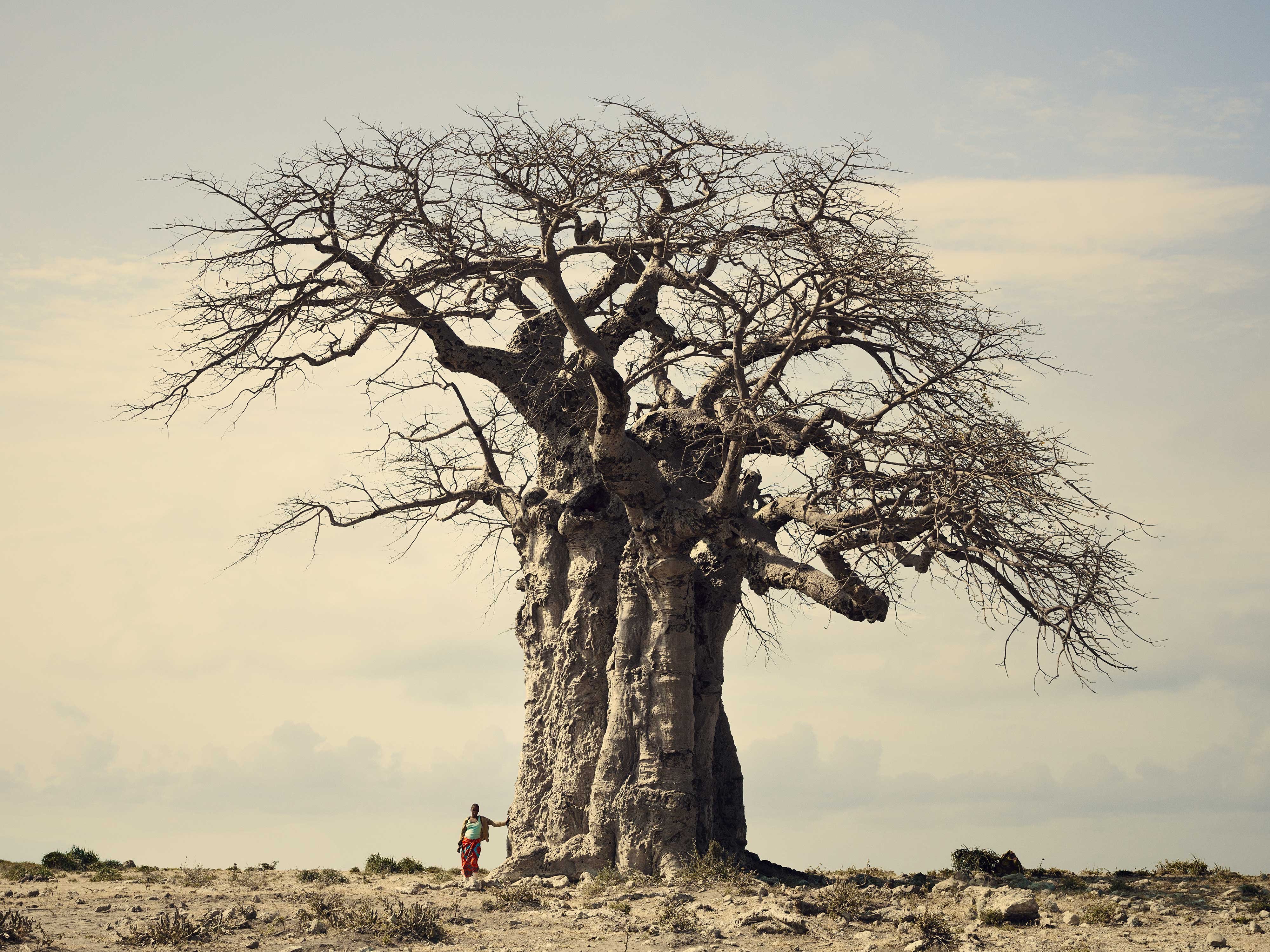 Баобаб в Танзании. Цветение баобаба. Квал баобаб Занзибар. Дерево с толстым стволом.