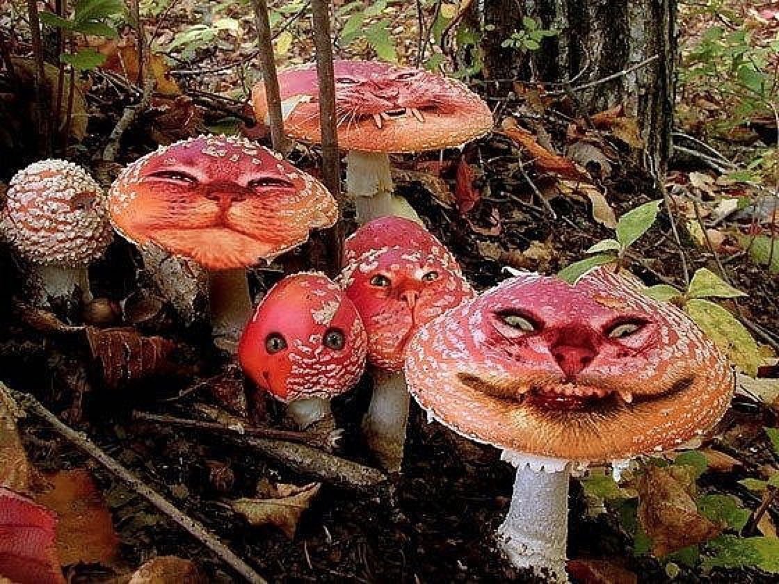 едят грибы фото