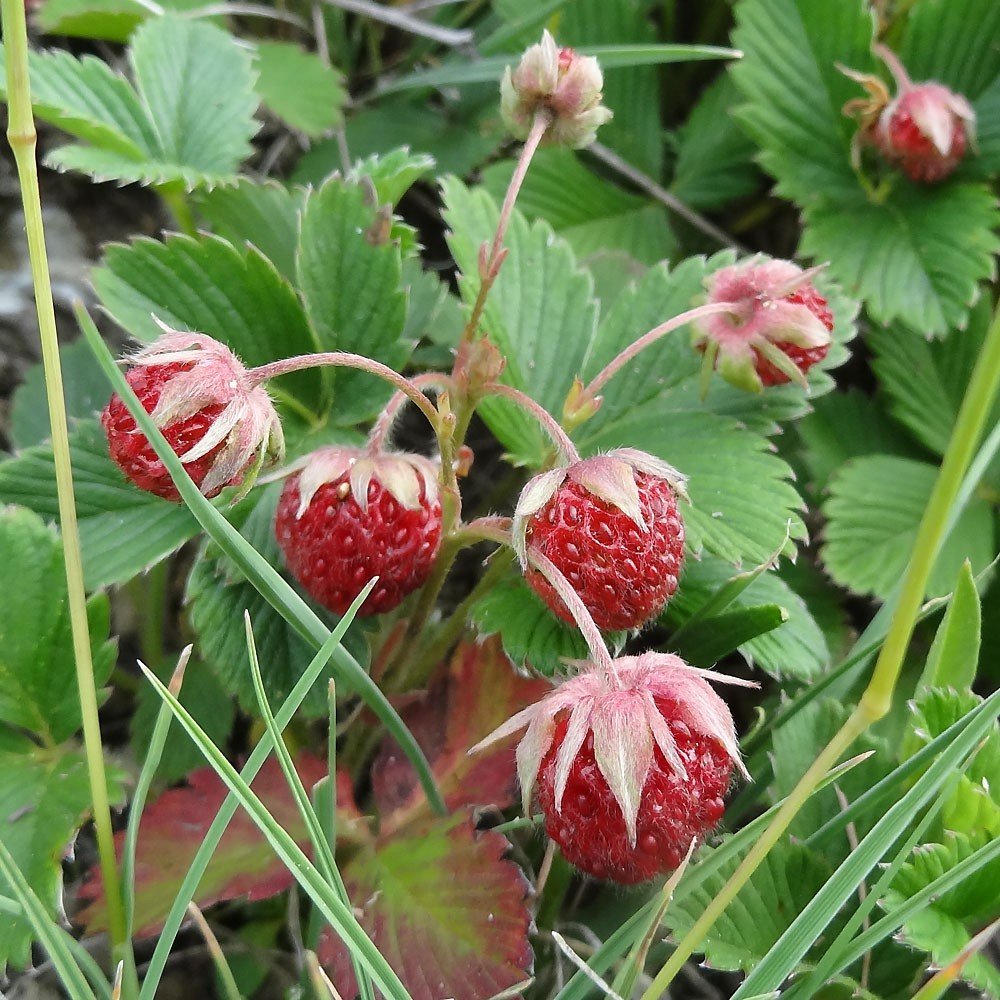 Дикая клубника фото. Лесная клубника и земляника. Земляника Fragaria. Земляника Лесная саженцы. Земляника Дикая Лесная.