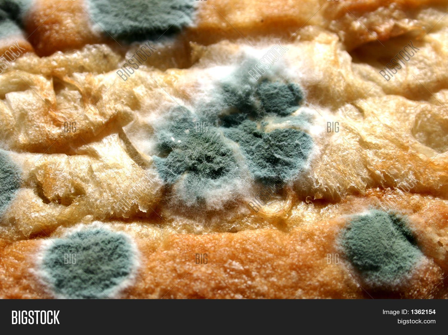 Плесневые грибы на хлебе. Зеленая плесень пеницилл на хлебе. Плесневые грибы на хлебе под микроскопом. Гриб пеницилл на хлебе. Плесень пеницилл.