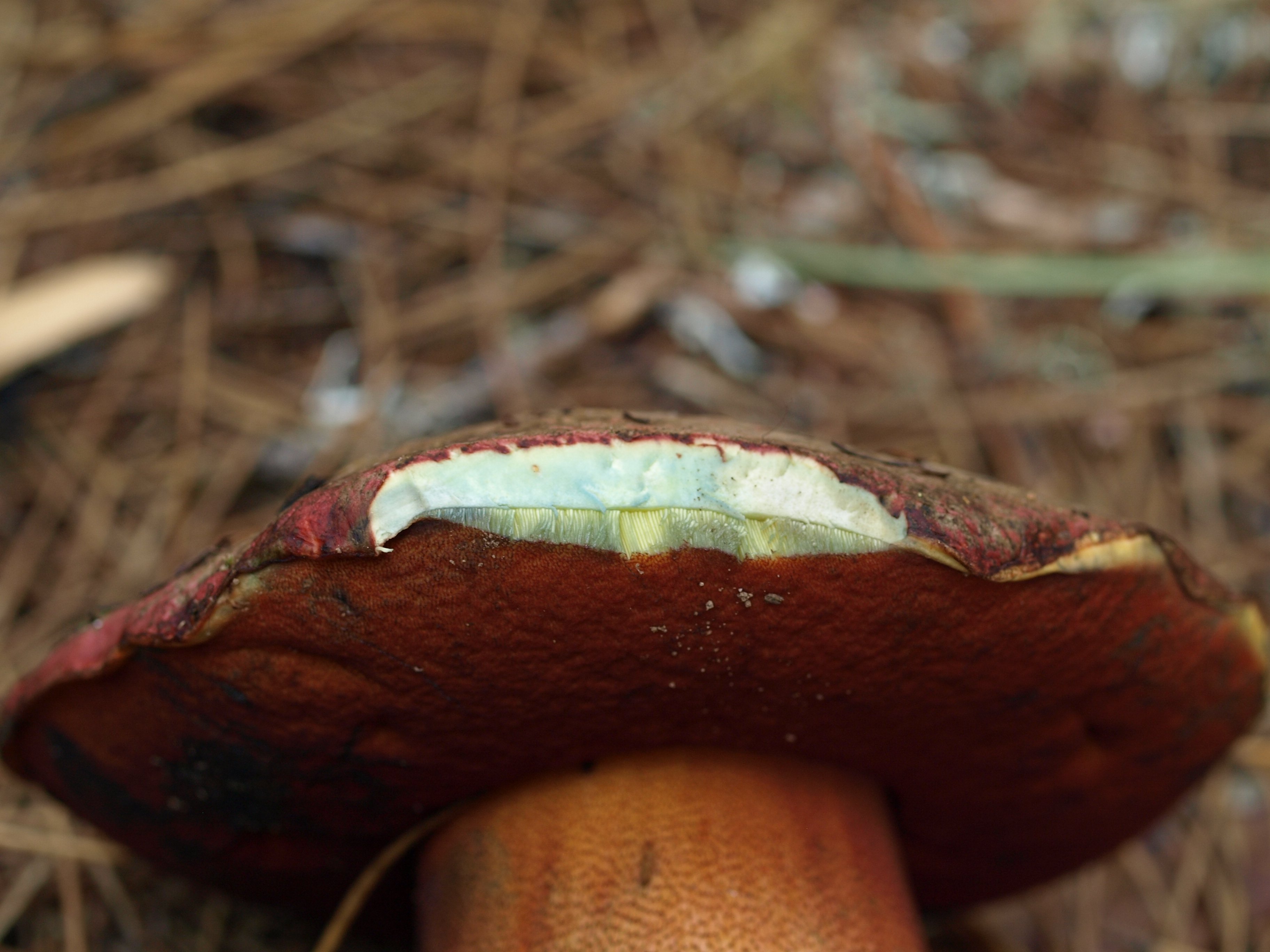 Гриб который синеет при срезе. Боровик прекрасный Boletus pulcherrimus. Болетус синеющий. Гриб Болетус синеющий. Сатанинский гриб на срезе.