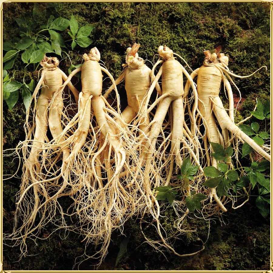 Panax Ginseng. Женьшень Panax. Женьшень Дальневосточный. Корень Гинсенг.