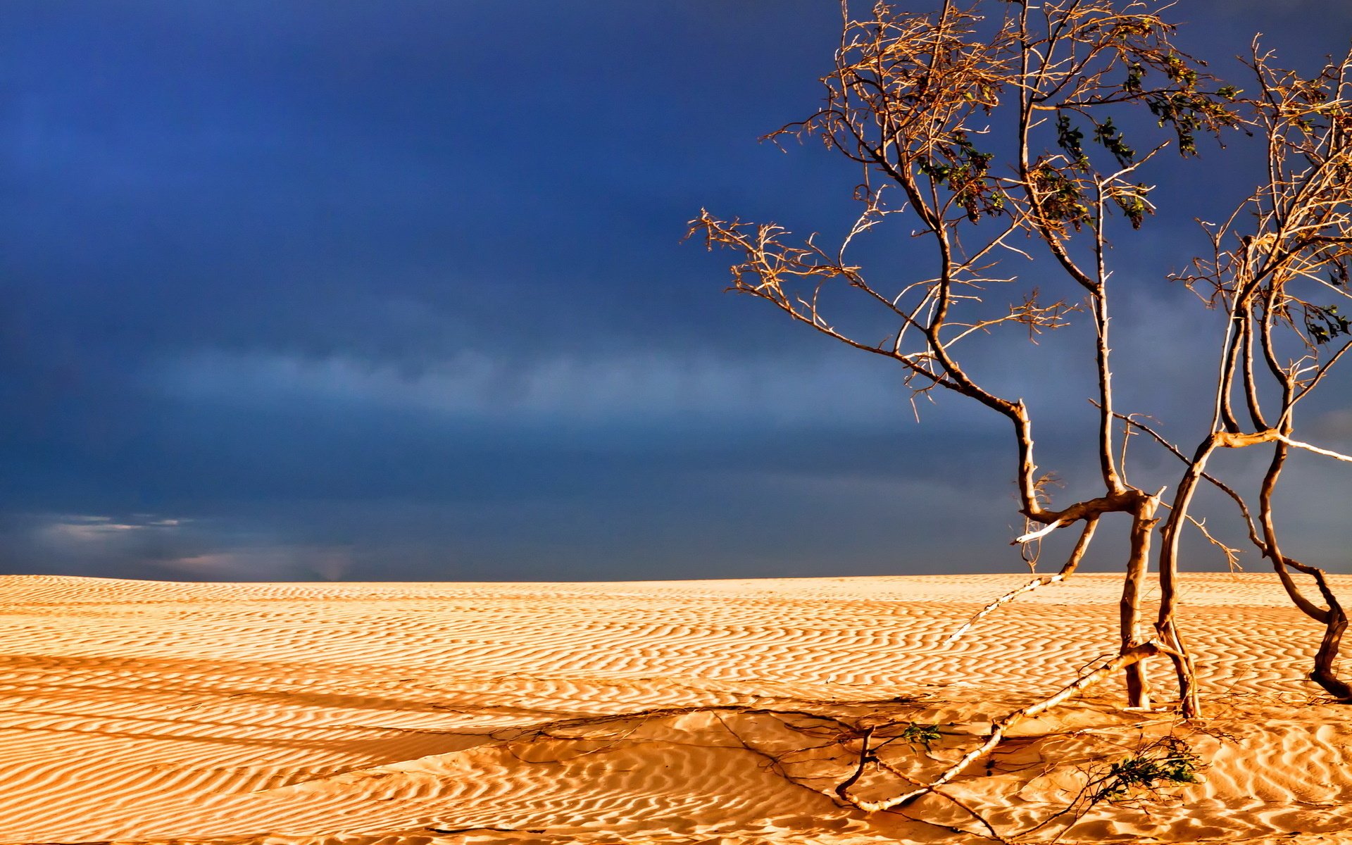 Дерево пустыни - 70 фото