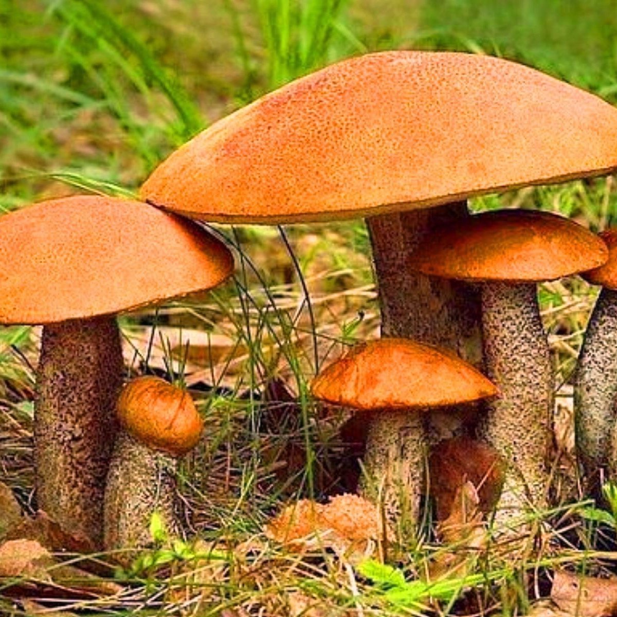 Виды лесных грибов