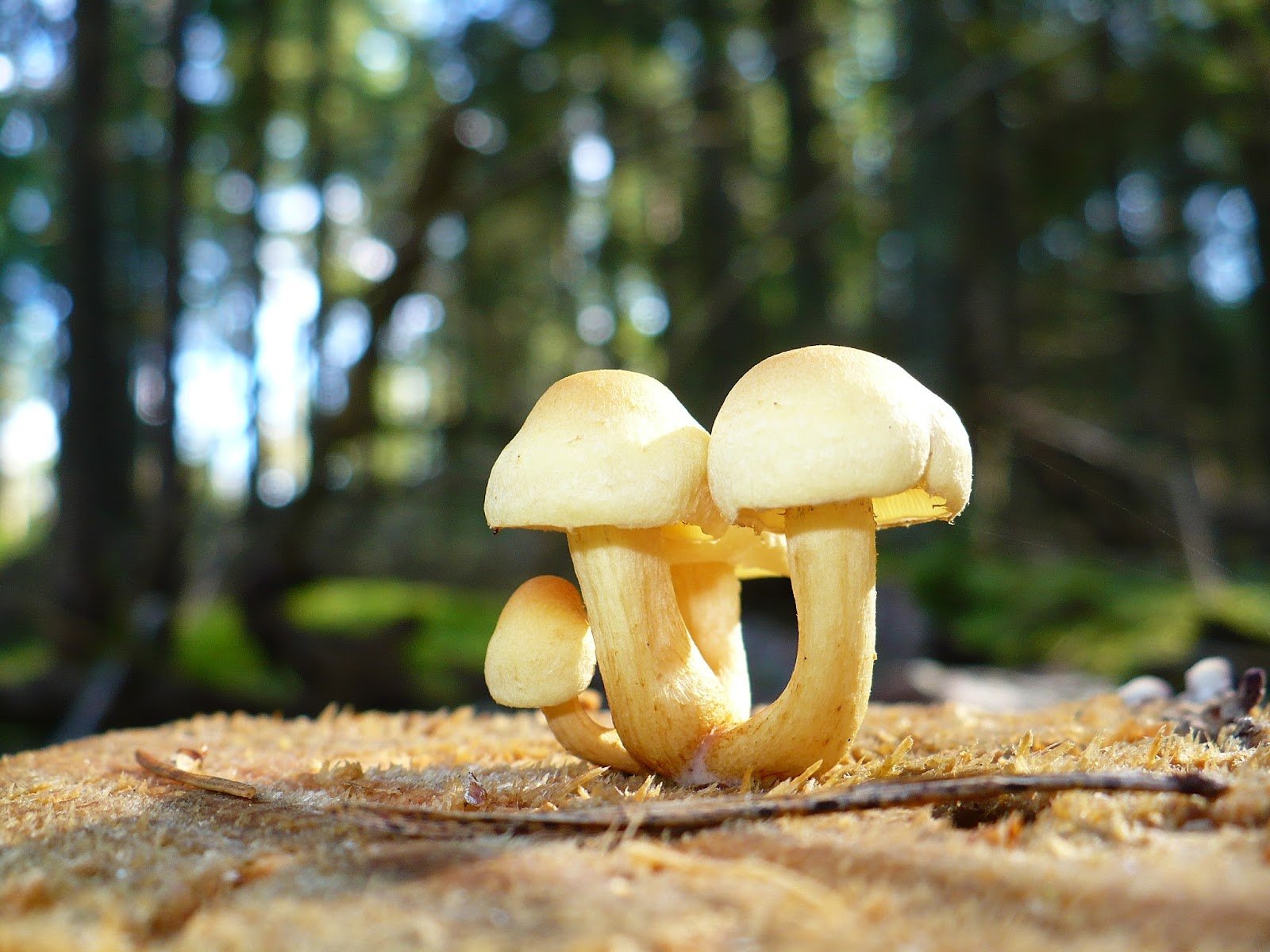 Пшеничный гриб. Грибы опятки. Грибы похожие на опята. Желтые грибы похожие на опята. Жёлтые грибы съедобные в лесу.