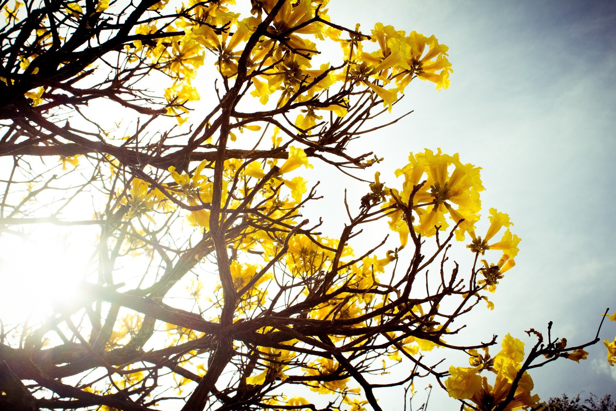 Куст желтыми цветами без листьев. Желтые цветы на дереве. Желтое дерево. Дерево с желтыми цветочками. Тропическое дерево с желтыми цветами.