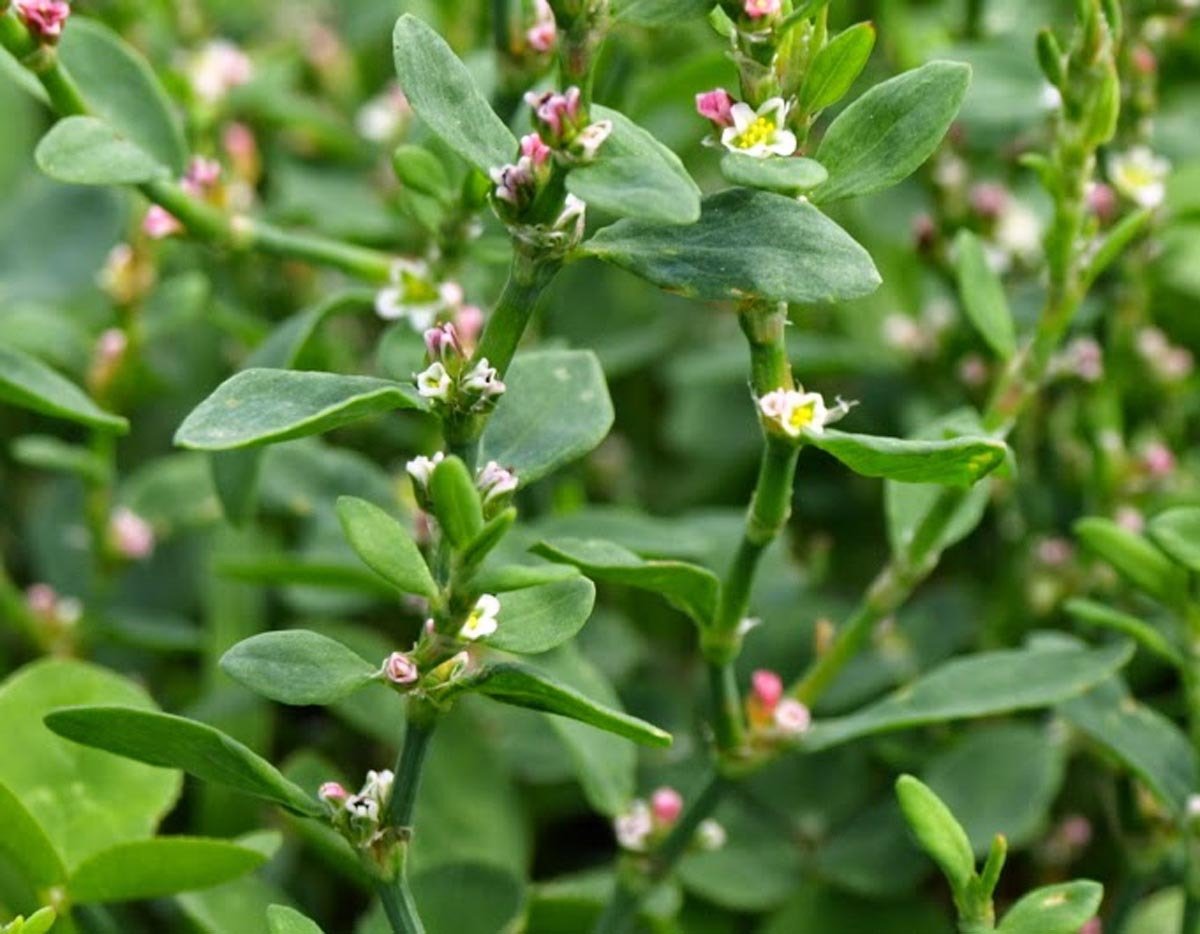 Спорыш трава лечебные фото. Горец птичий спорыш. Горец птичий (Polygonum aviculare). Спорыш трава. Спорыш (Горец птичий, трава-топтун).