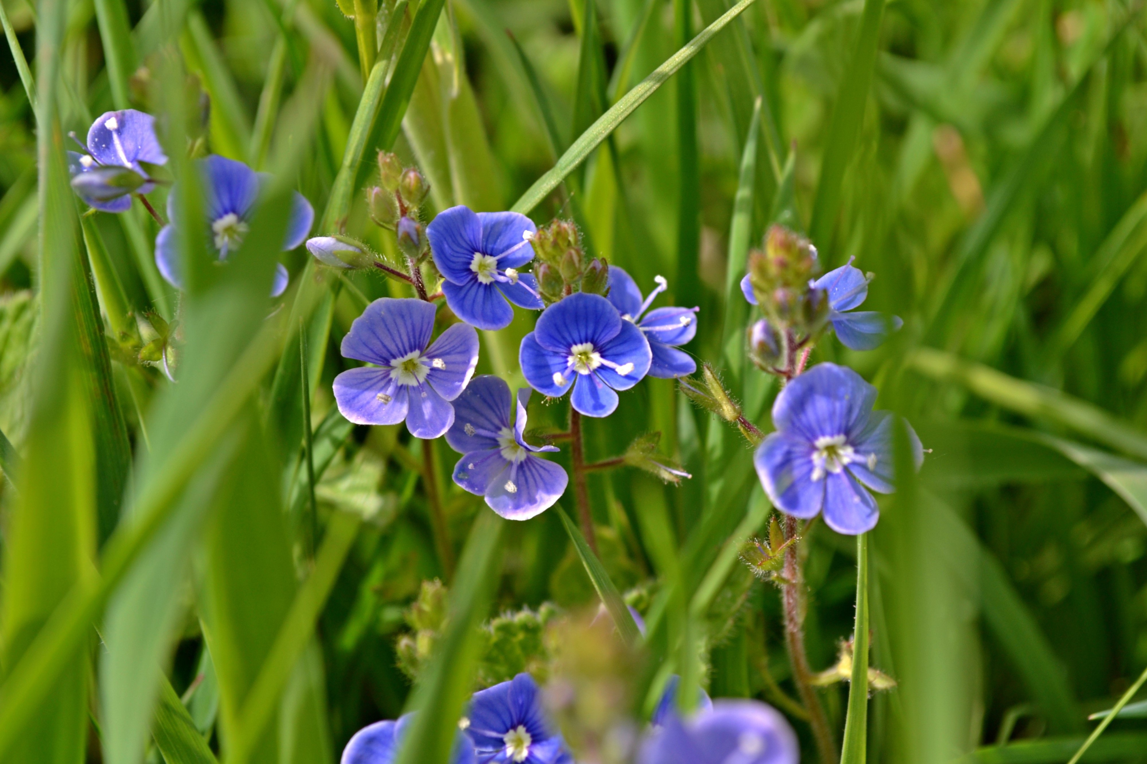 Синий цветок на лугу