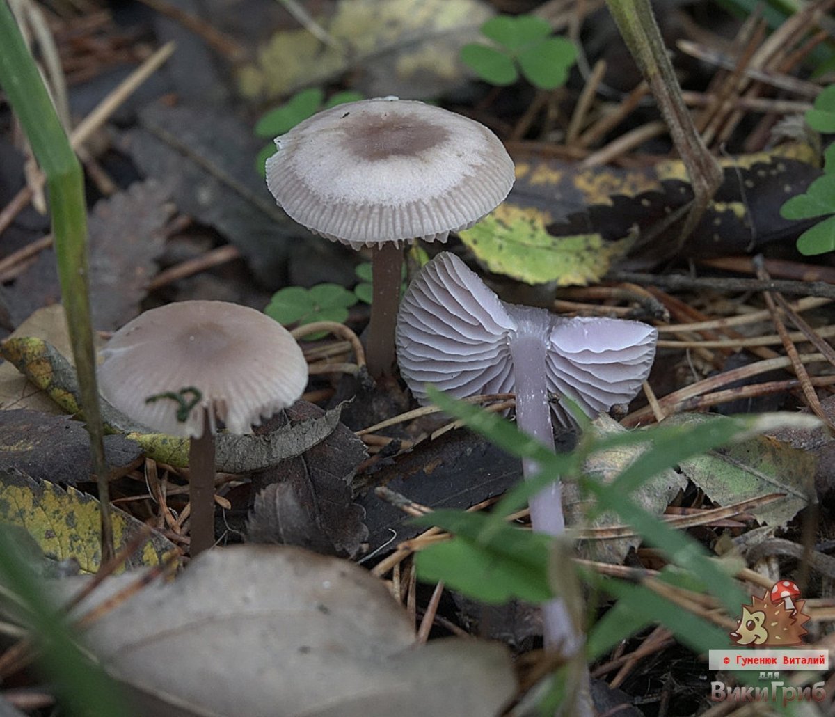 Серушки грибы