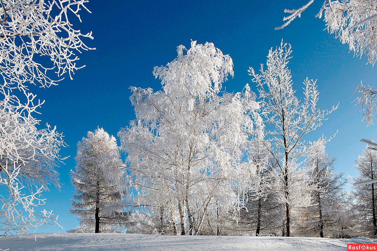 White frost. Зимние кружева. Зимнее кружево. Зимние кружева на деревьях. Деревья в белом инее.