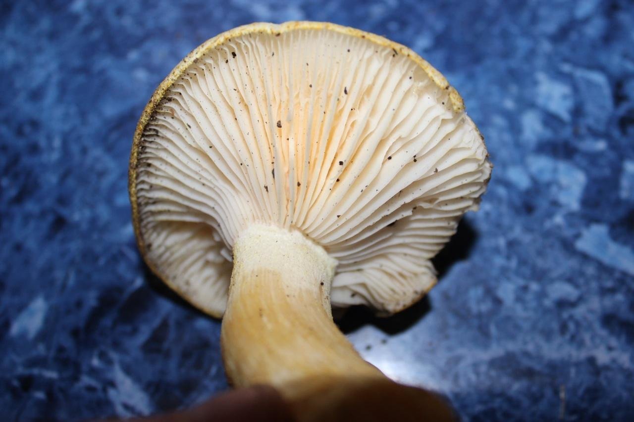 Большие пластинчатые грибы. Hygrophorus chrysodon. Гигрофор золотистый. Пластинчатые грибы. Пластичные грибы.