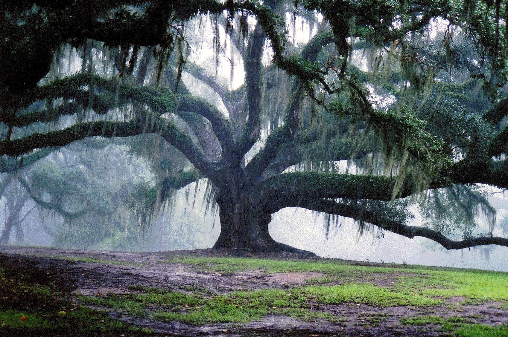 Дерево гуд. Луизиана природа дубы. Дуб ангела Чарльстон США. ЛИМУЗЕНСКИЙ дуб.