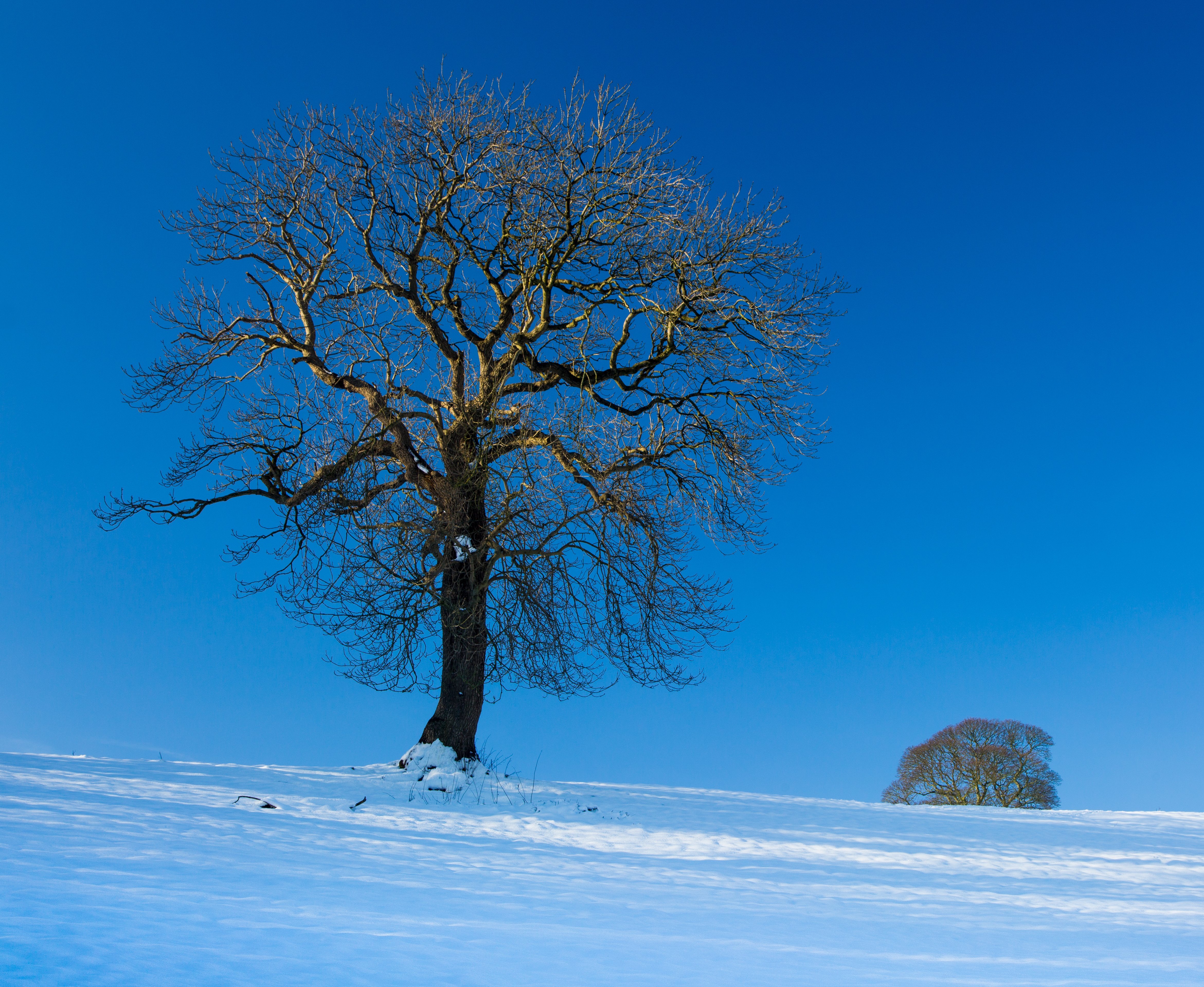 Зима красивые деревья. Красивое развесистое дерево зимой. Дуб зимой. Развесистое дерево. Заснеженные деревья.