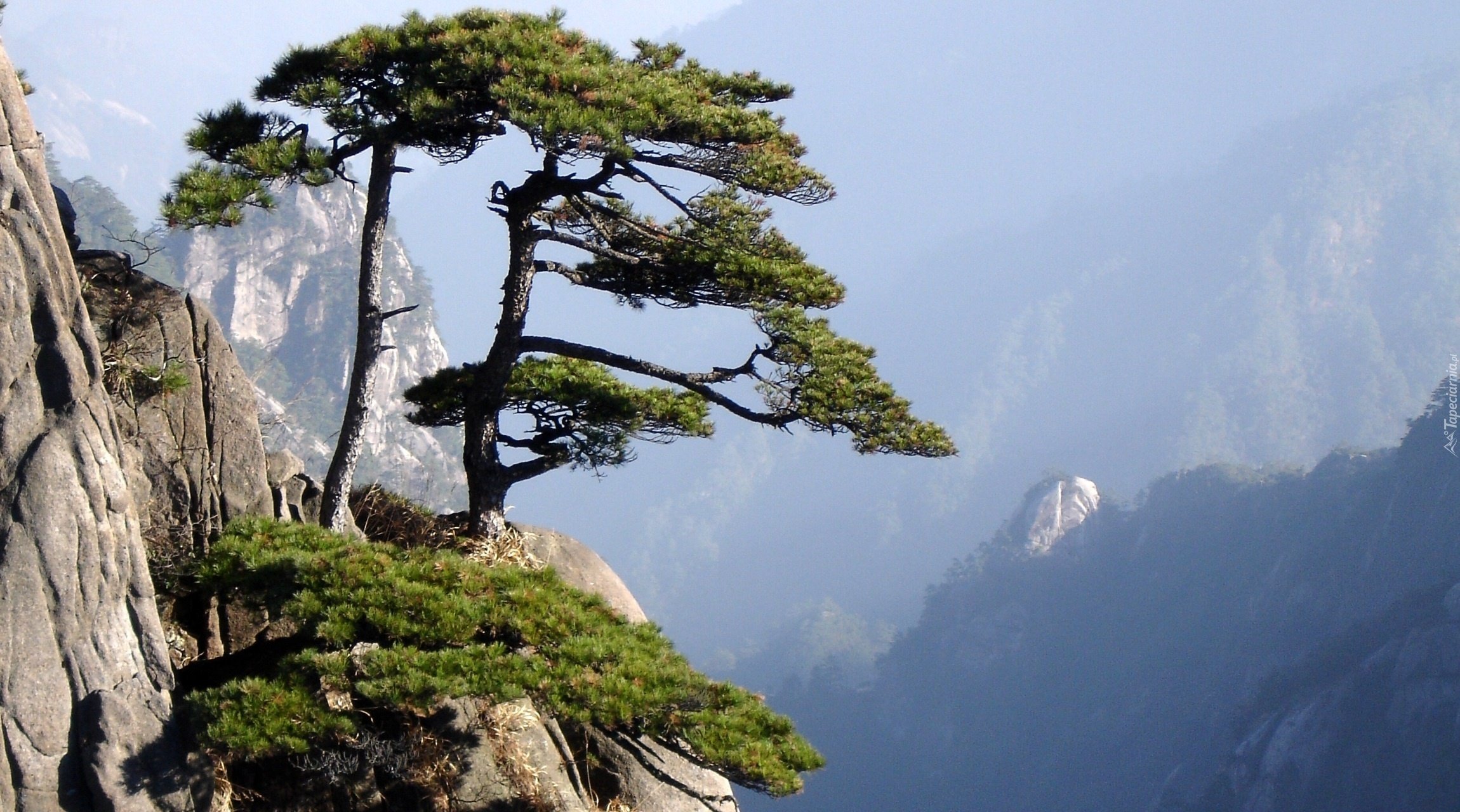 Чинара на скале. Хуаншань сосны. Горы Хуаншань, Китай. Национальный парк Сораксан Южная Корея. Сычуаньская сосна Китай.