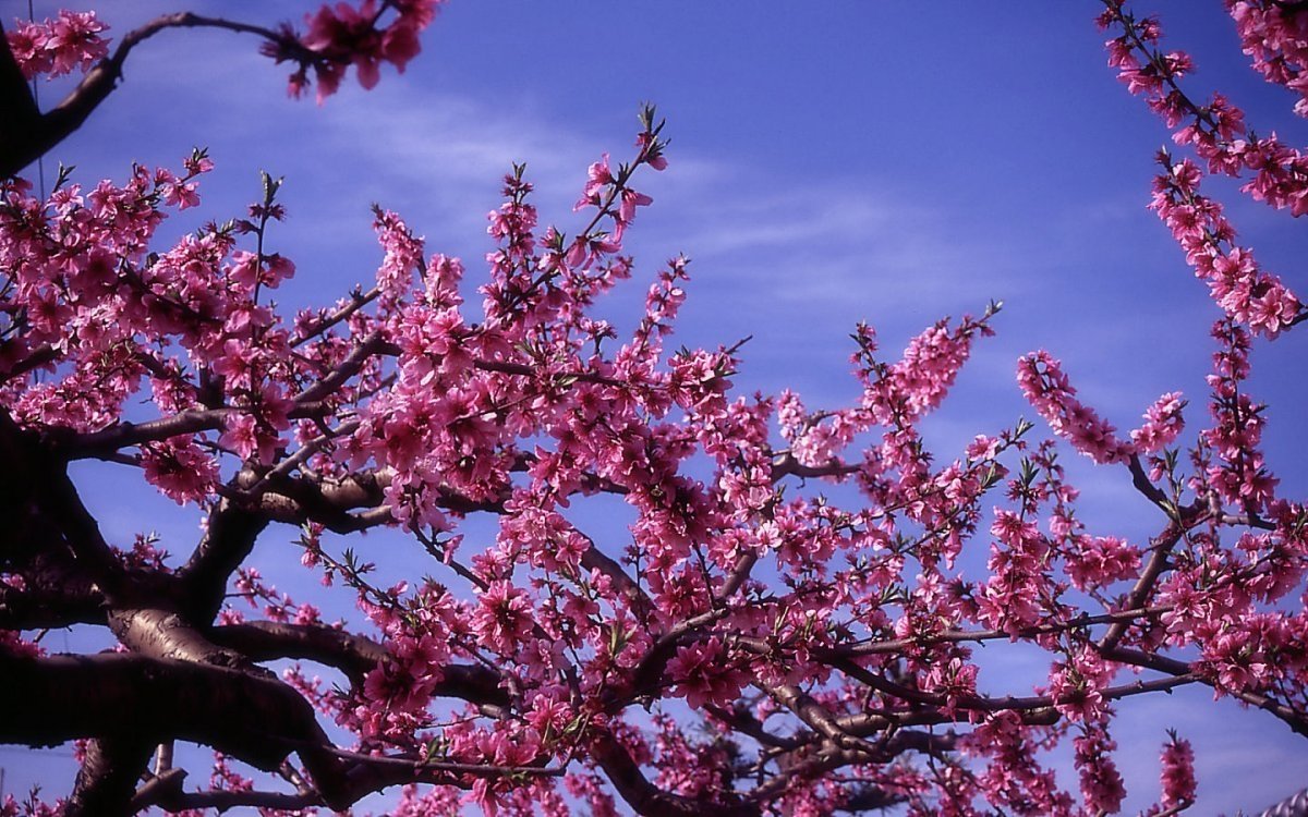 Как цветет персиковое дерево. Сакура персик. Японский персик дерево. Сакура персиковое дерево. Персик дерево цветет.