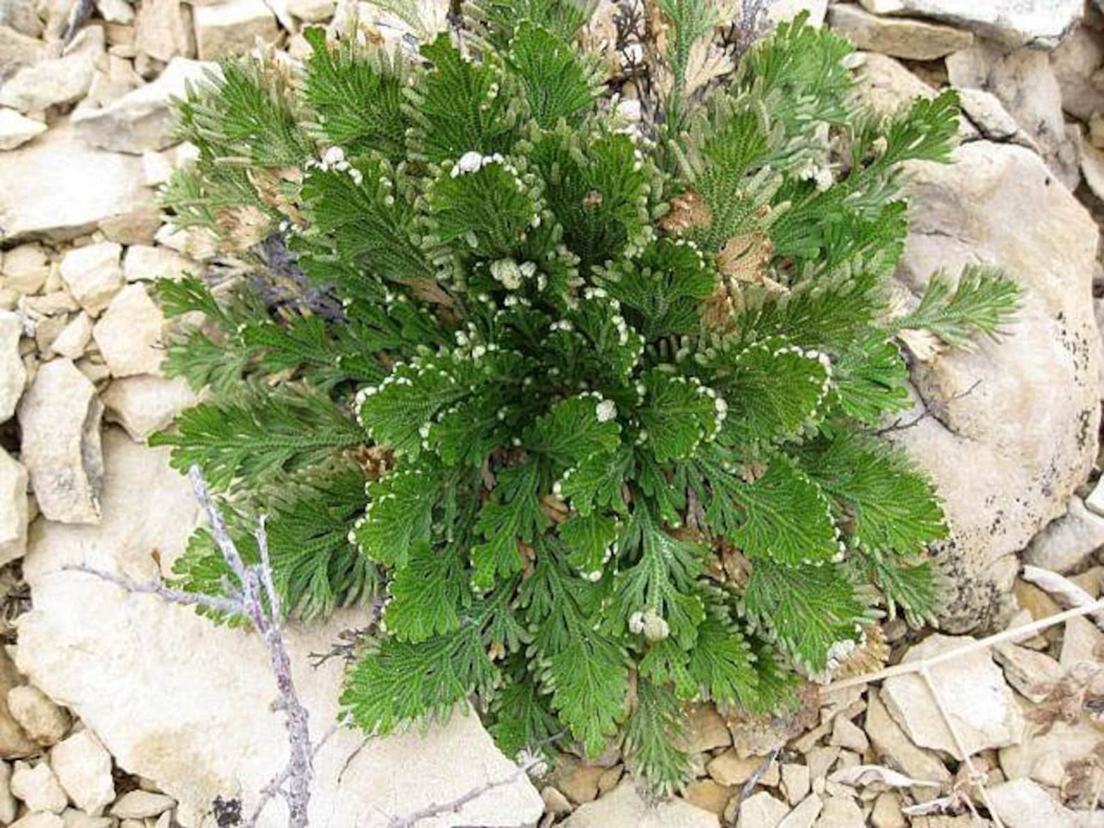 Цветок ана. Selaginella lepidophylla.