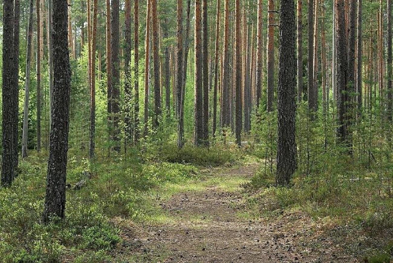 Лесной это. Светлохвойная Тайга. Сосновый лес в Ленинградской области. Леса Ленинградской области Тайга. Сосновый лес Приозерский район.