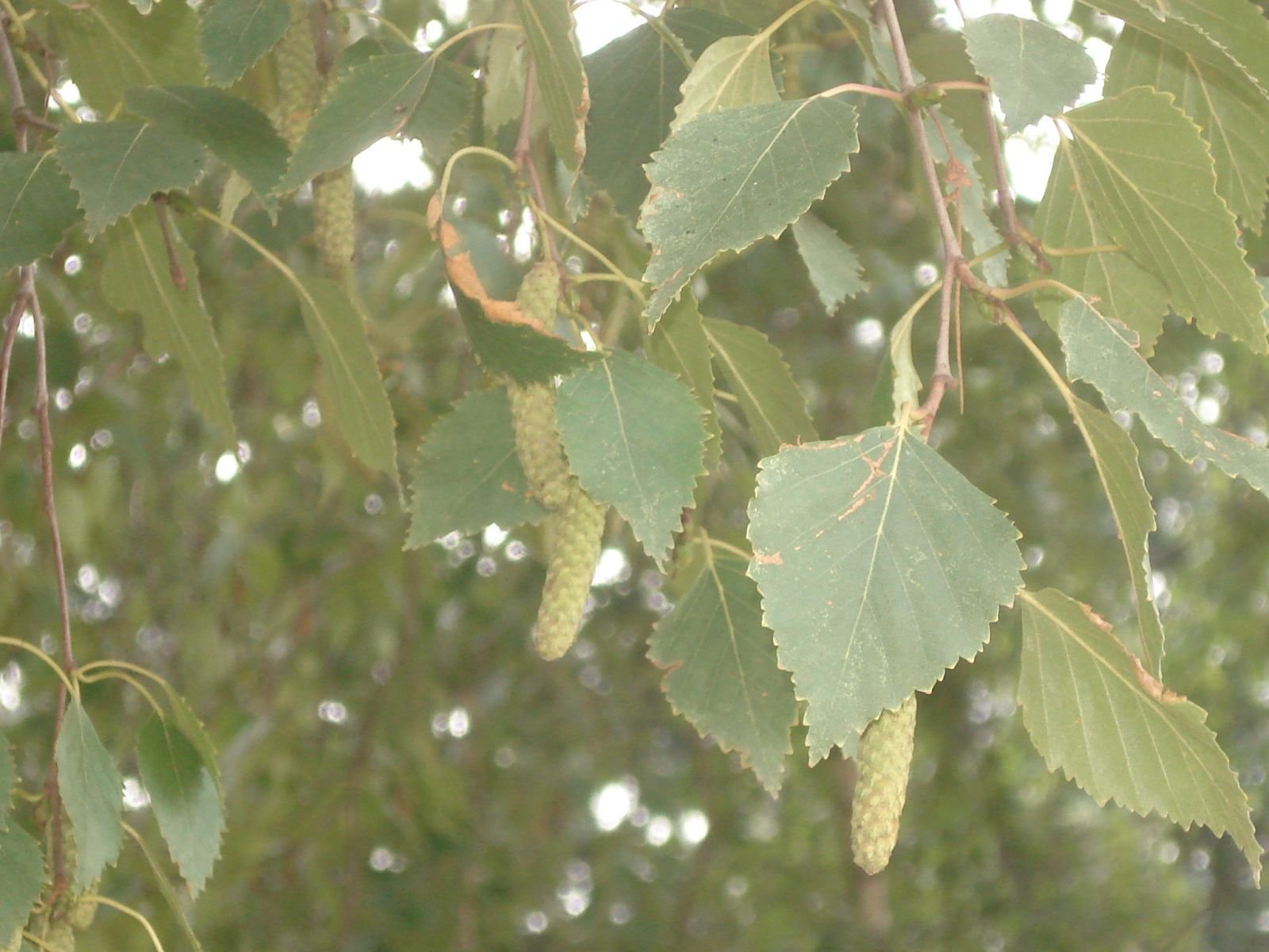 Семена березки. Береза плосколистная Betula platyphylla. Береза повислая (бородавчатая). Береза пушистая Betula pubescens. Береза повислая плод.