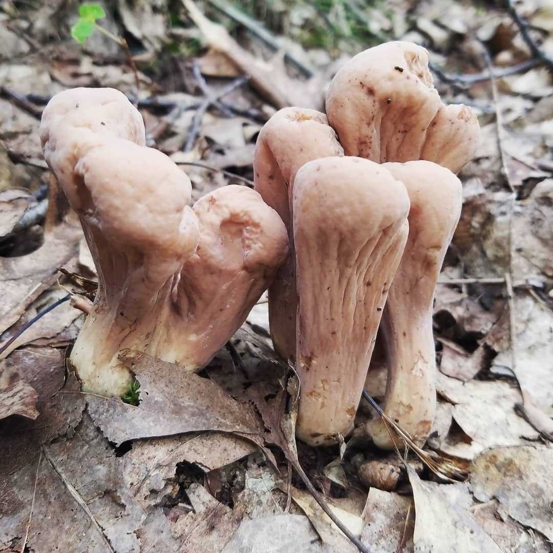 Рогатиковые грибы